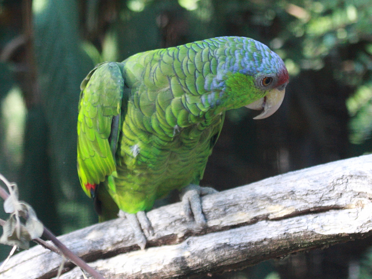 amazone_a_couronne_lilas_-_amazona_finschi2bd