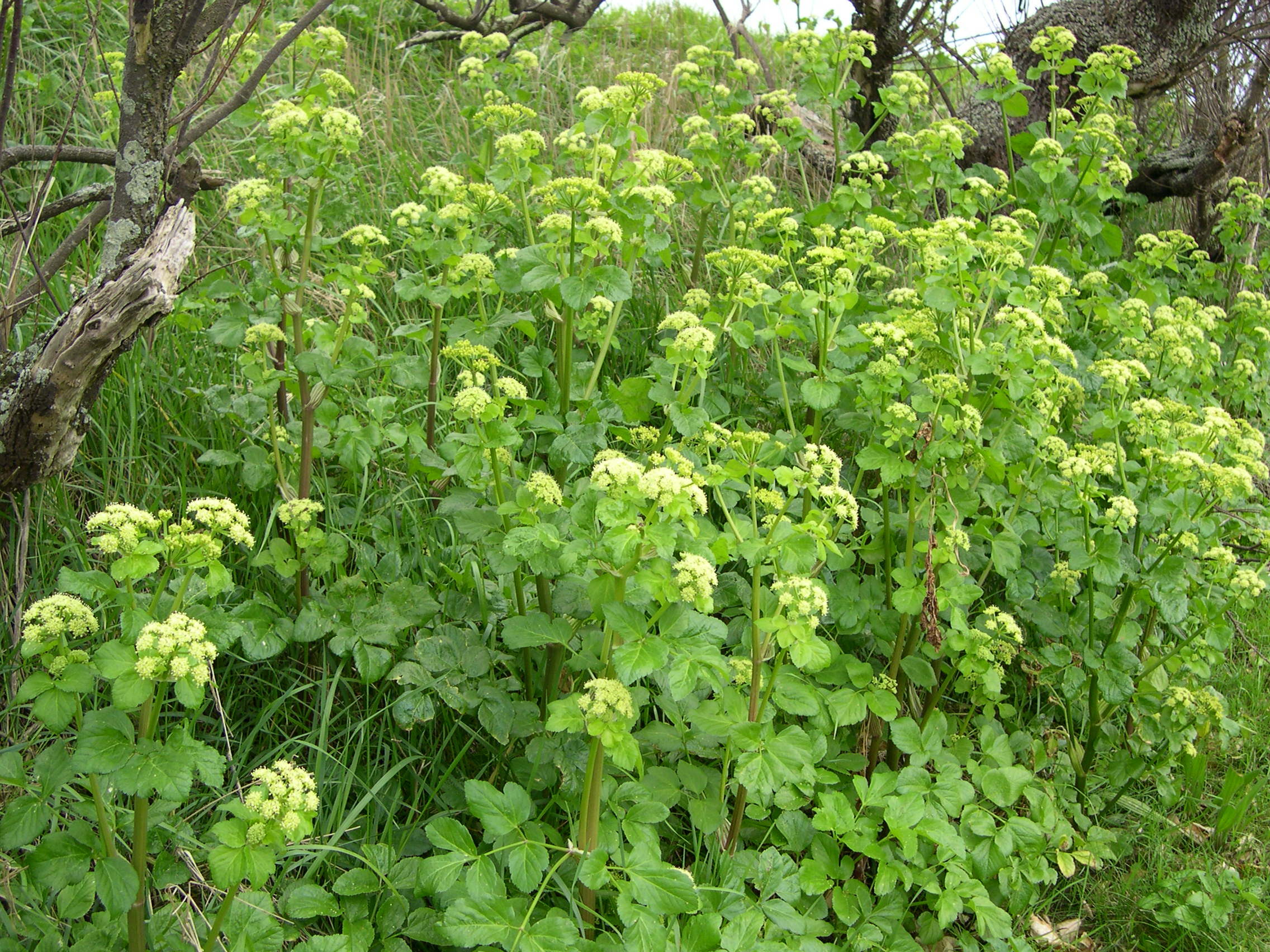 Afficher le média angelica_archangelica1bmd angelica_archangelica1bmd