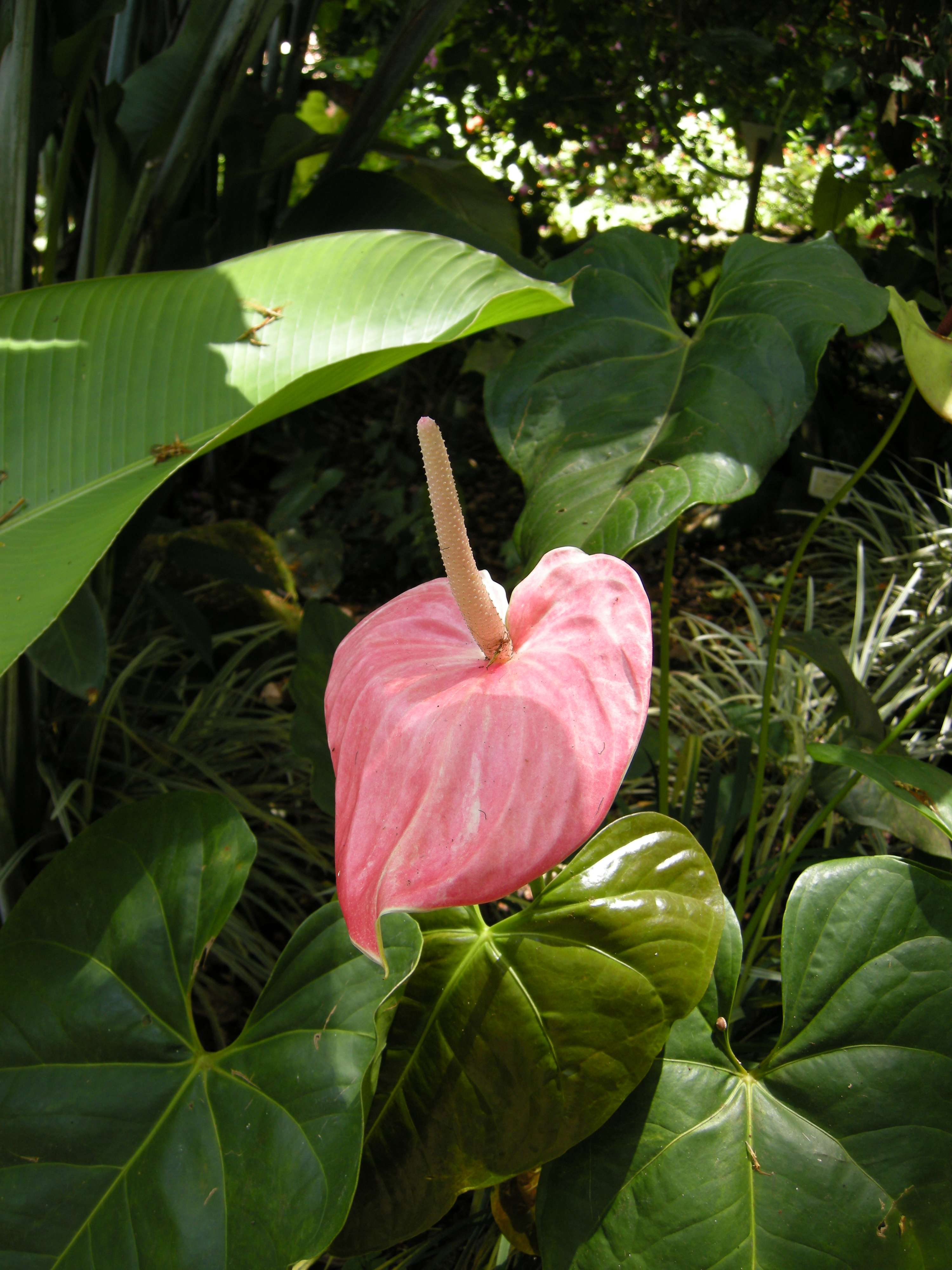 anthurium_cristallinum2md