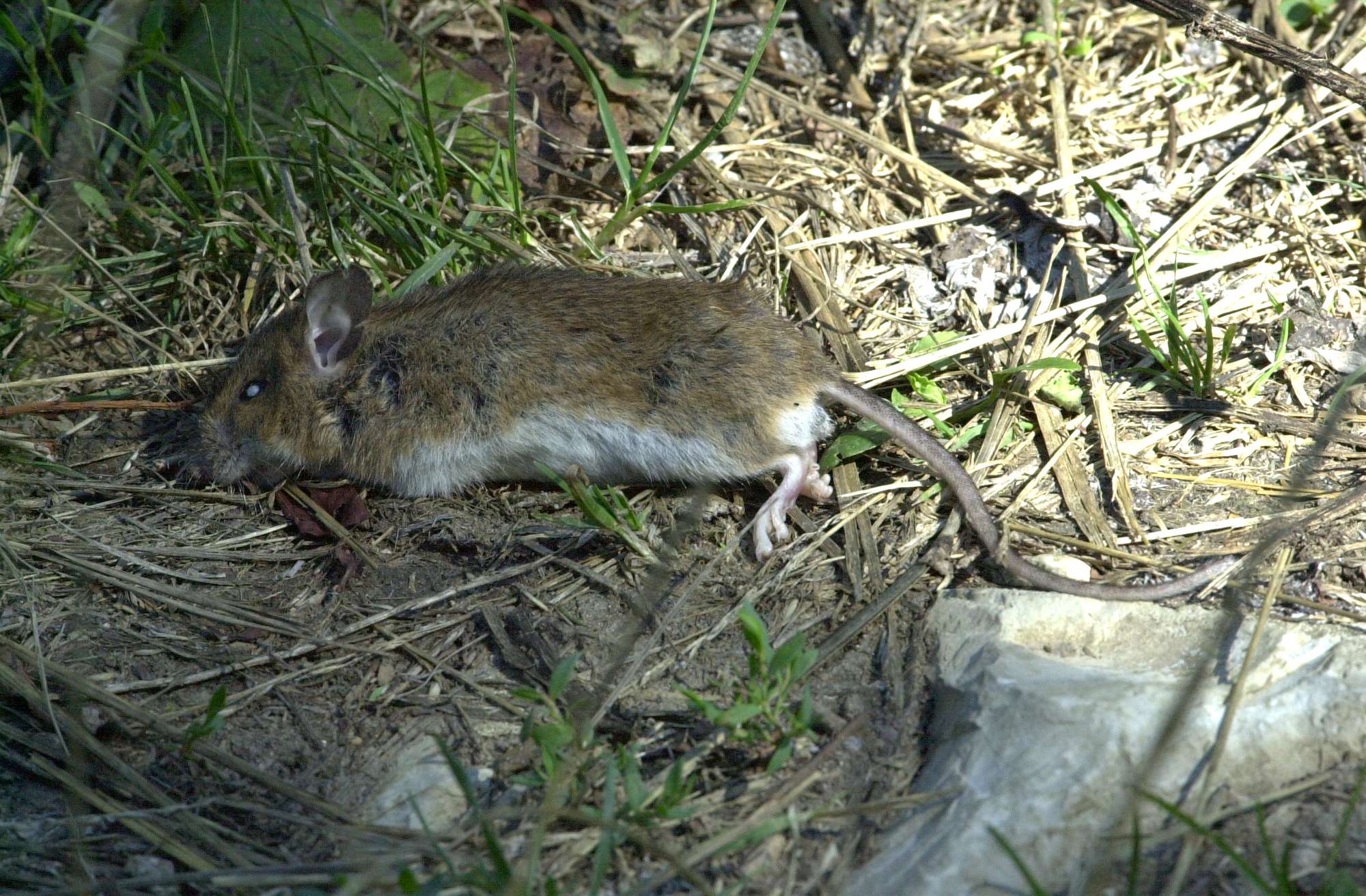 apodemus_sylvaticus1md