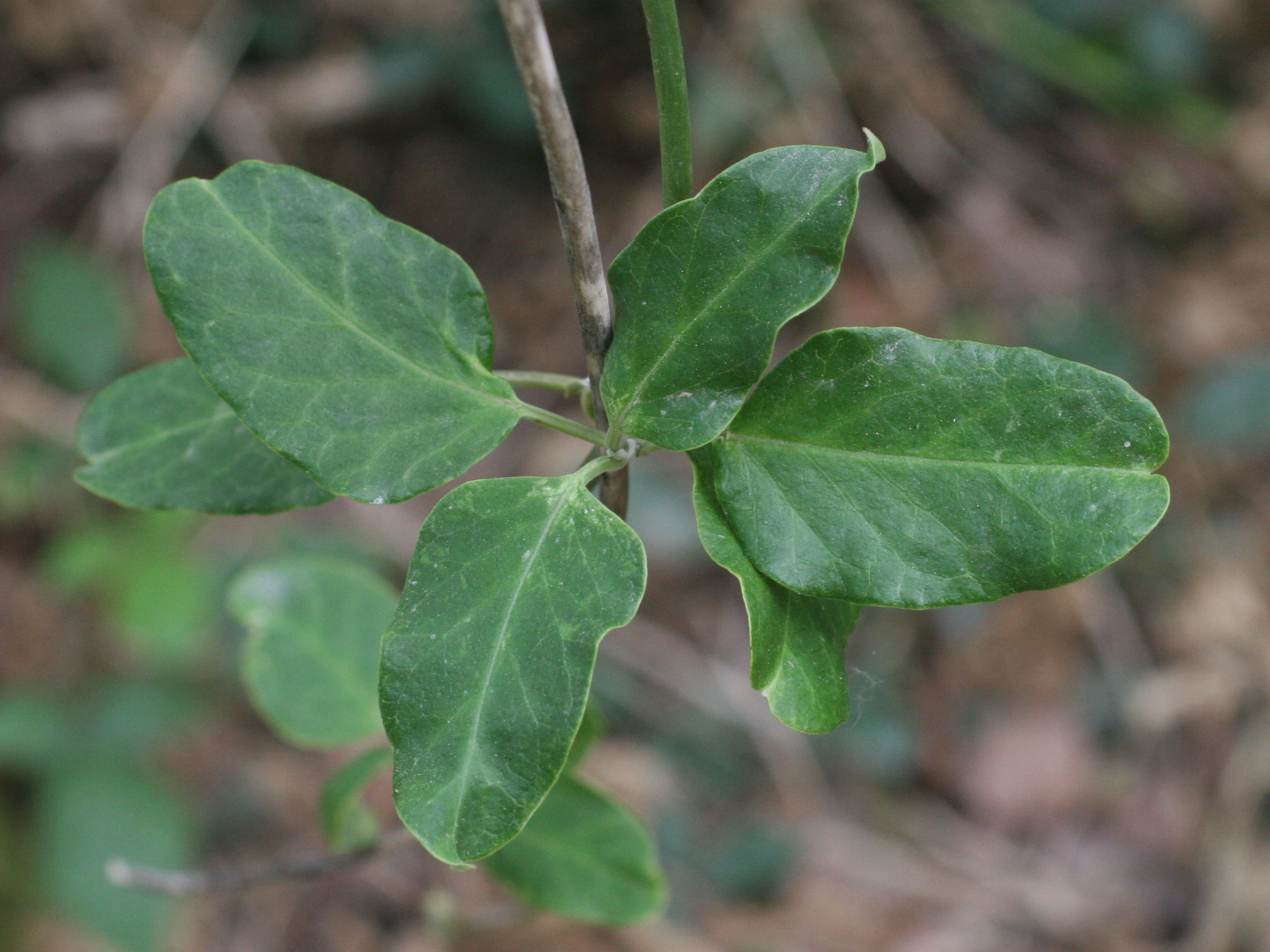 araujia_sericifera2md