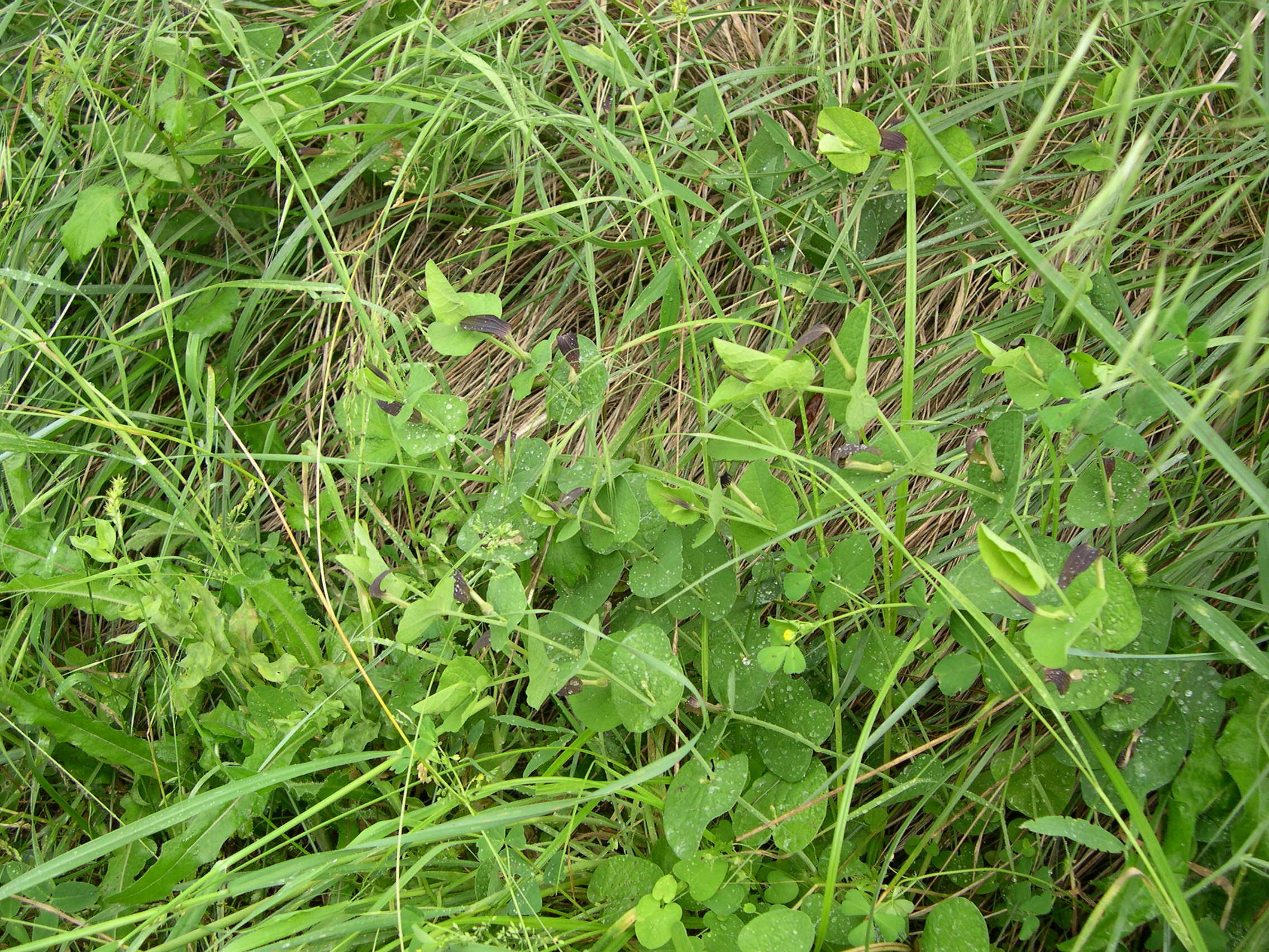 Afficher le média aristolochia_rotunda2md aristolochia_rotunda2md