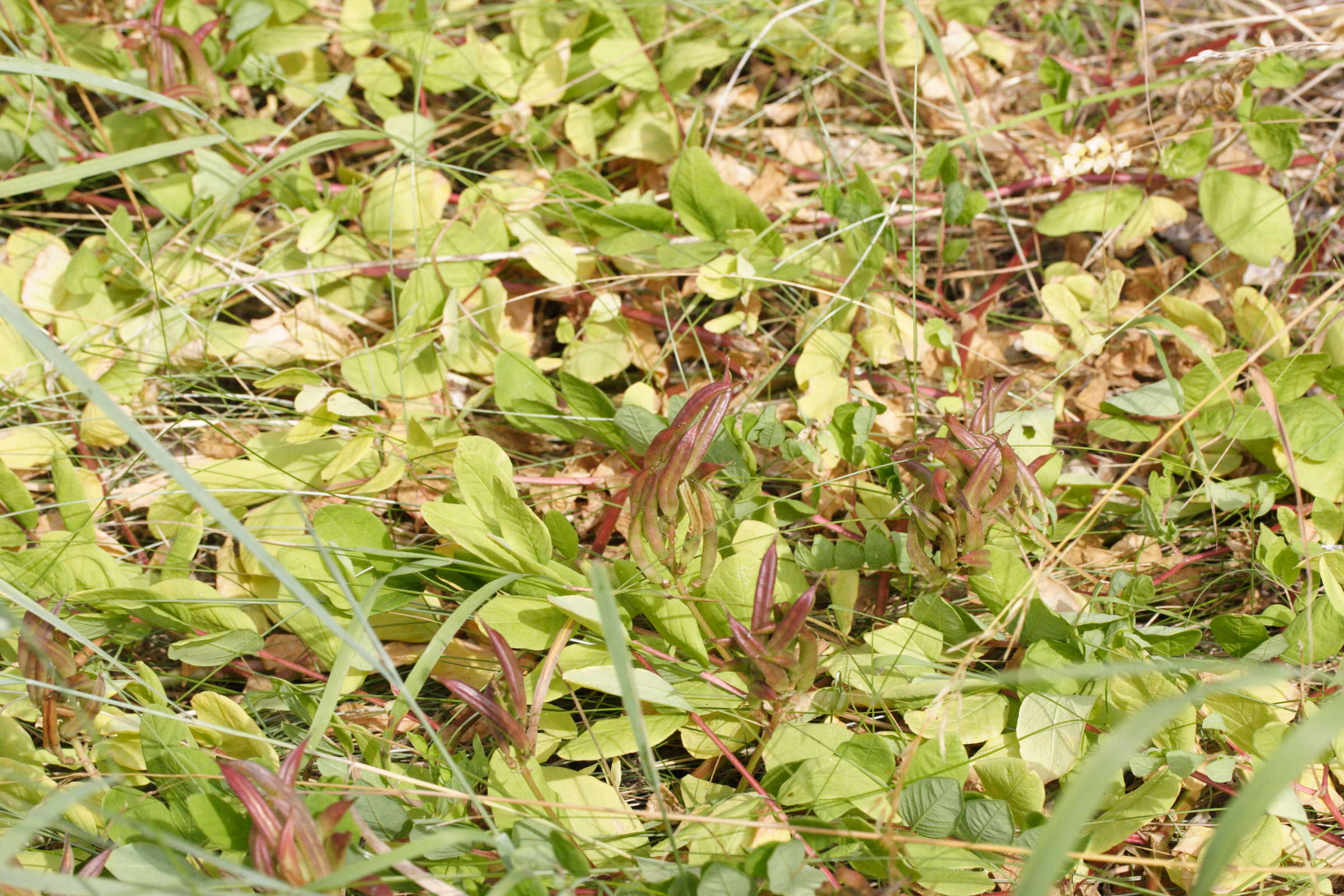 Afficher le média astragalus_glycyphyllos6md astragalus_glycyphyllos6md