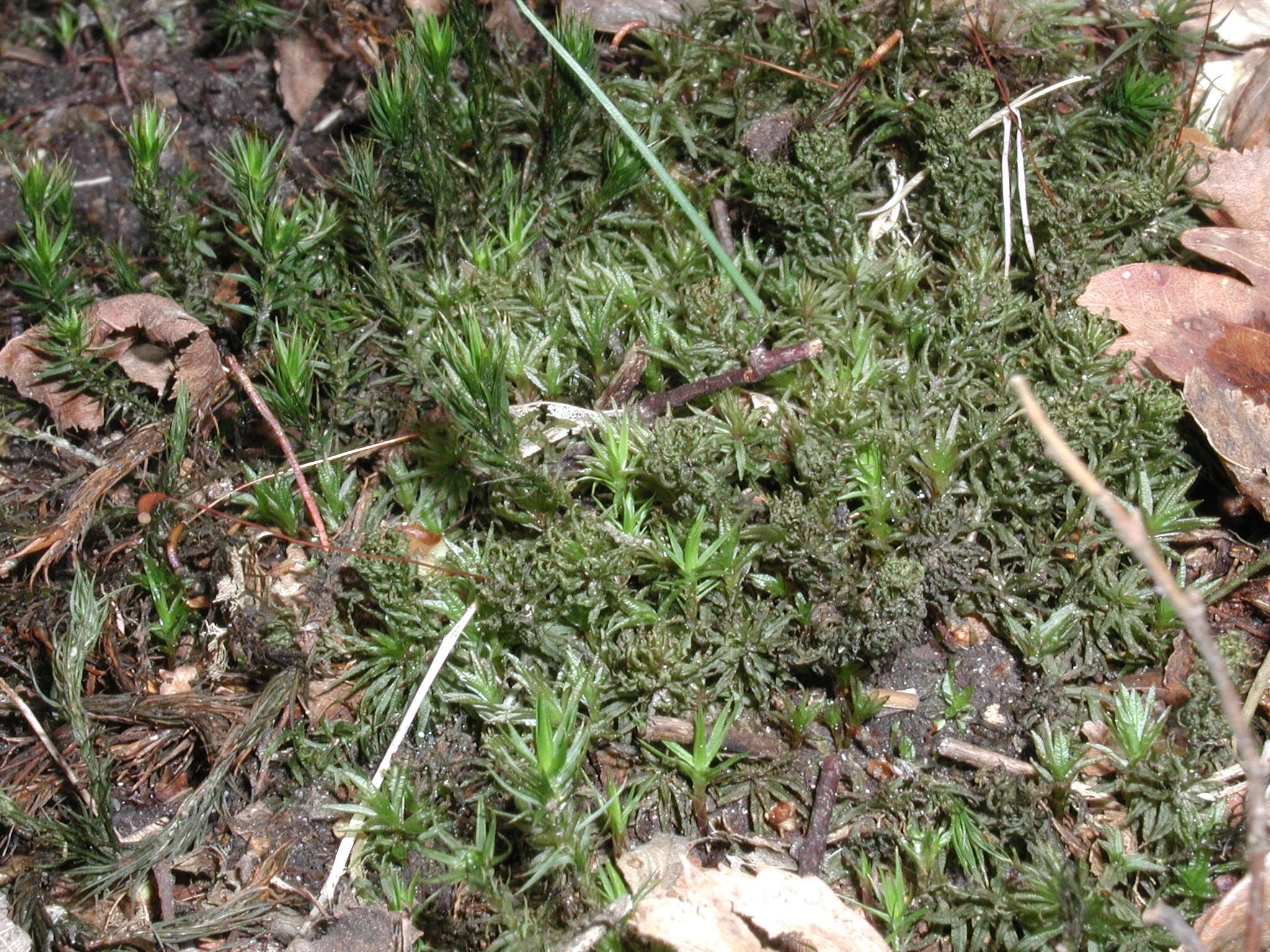 atrichum_undulatum1md