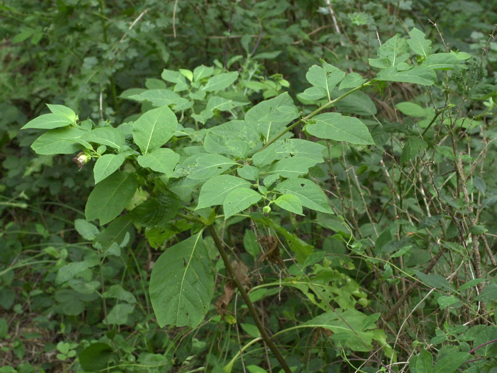 atropa_belladonna1md