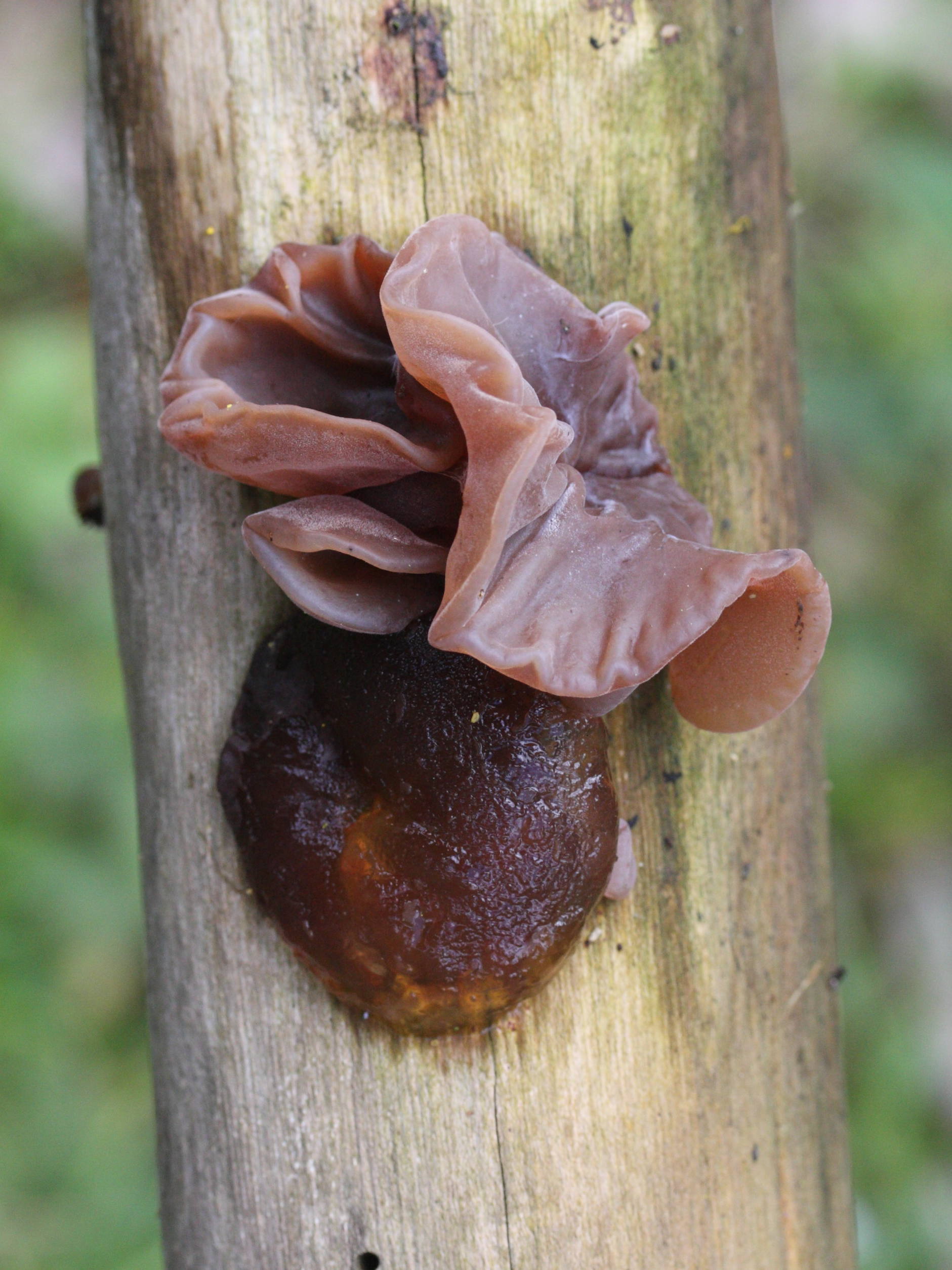 Afficher le média auricularia_auricula-judae4md auricularia_auricula-judae4md