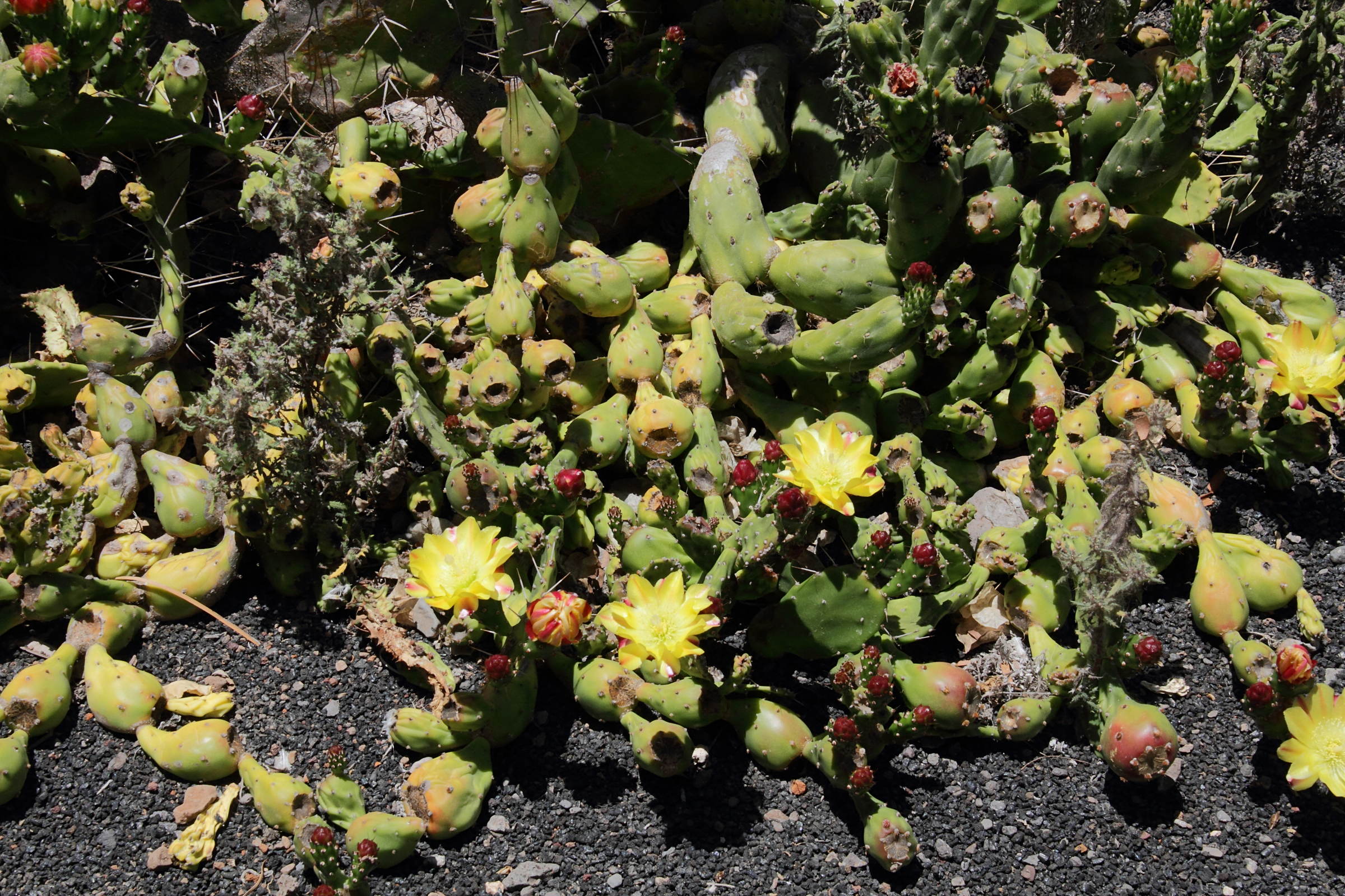 austrocylindropuntia_cylindrica1md