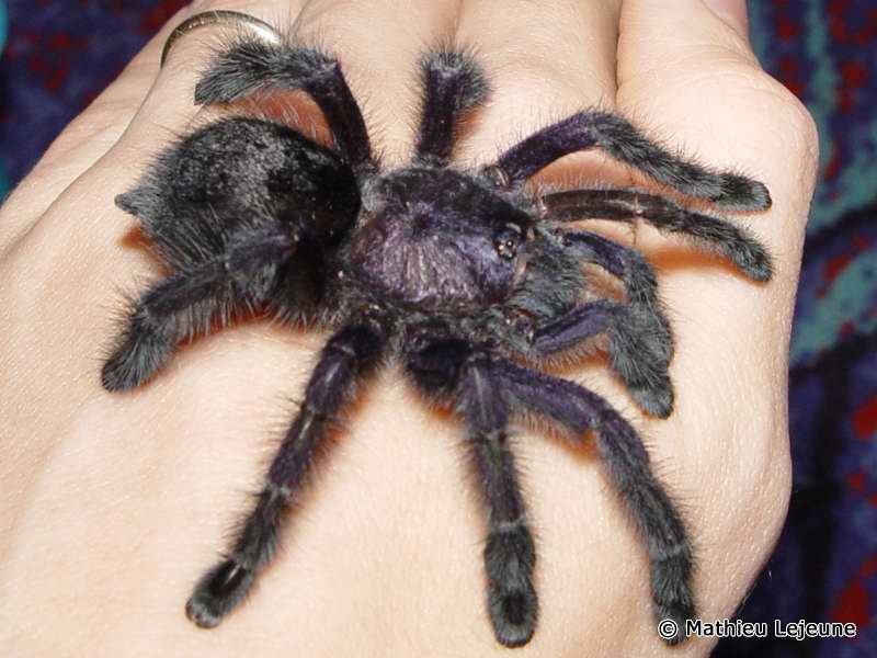 avicularia_purpurea3ml