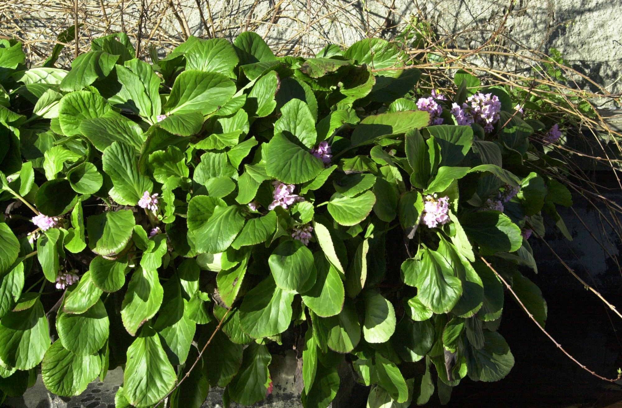 Afficher le média bergenia_cordifolia1md bergenia_cordifolia1md