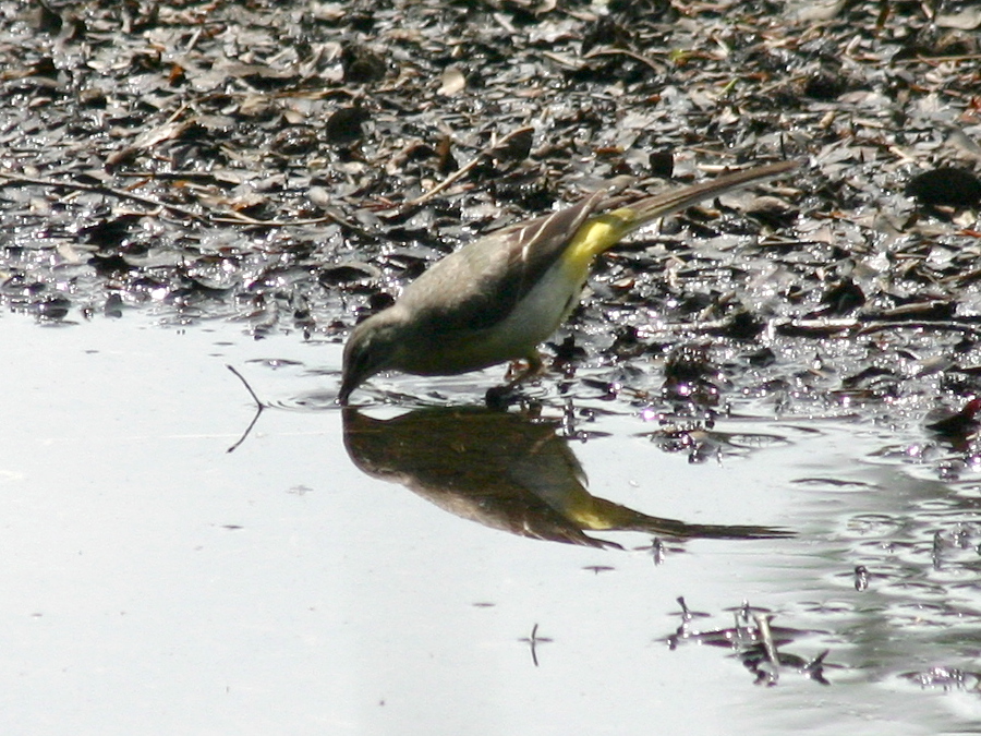 bergeronnette_printaniere_-_motacilla_flava_flava1sd