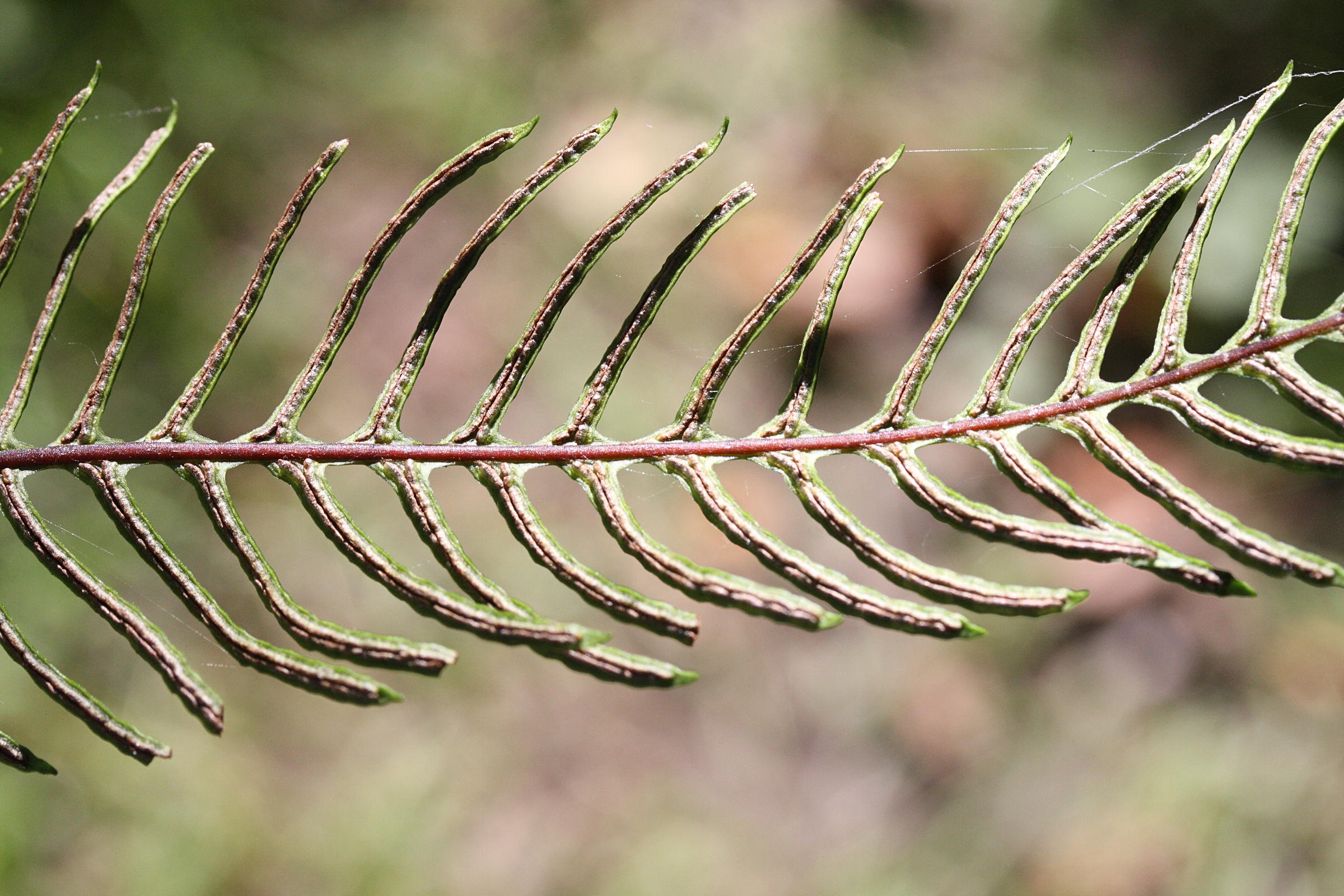 blechnum_spicant6amd