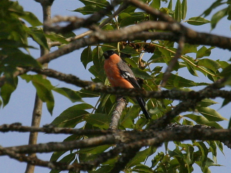 bouvreuil_pivoine_-_pyrrhula_pyrrhula1bd