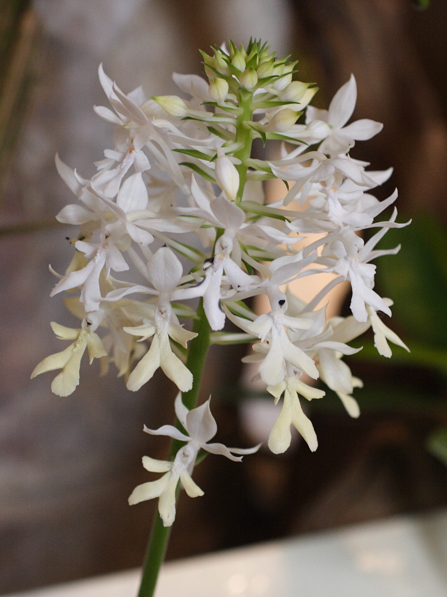 calanthe_triplicata2md