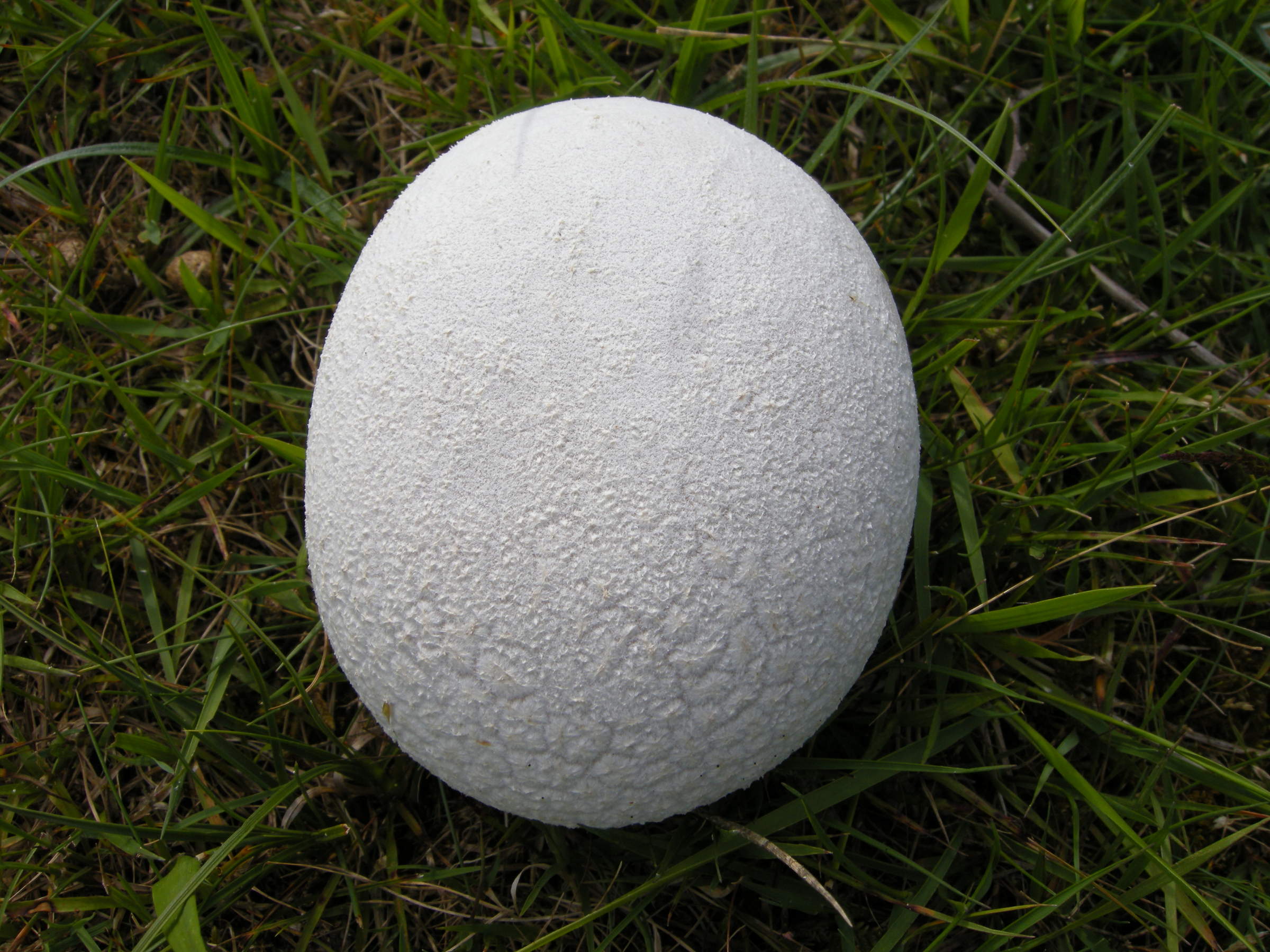 calvatia_utriformis2md