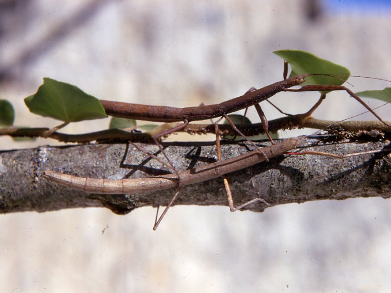 carausius_morosus1mcf