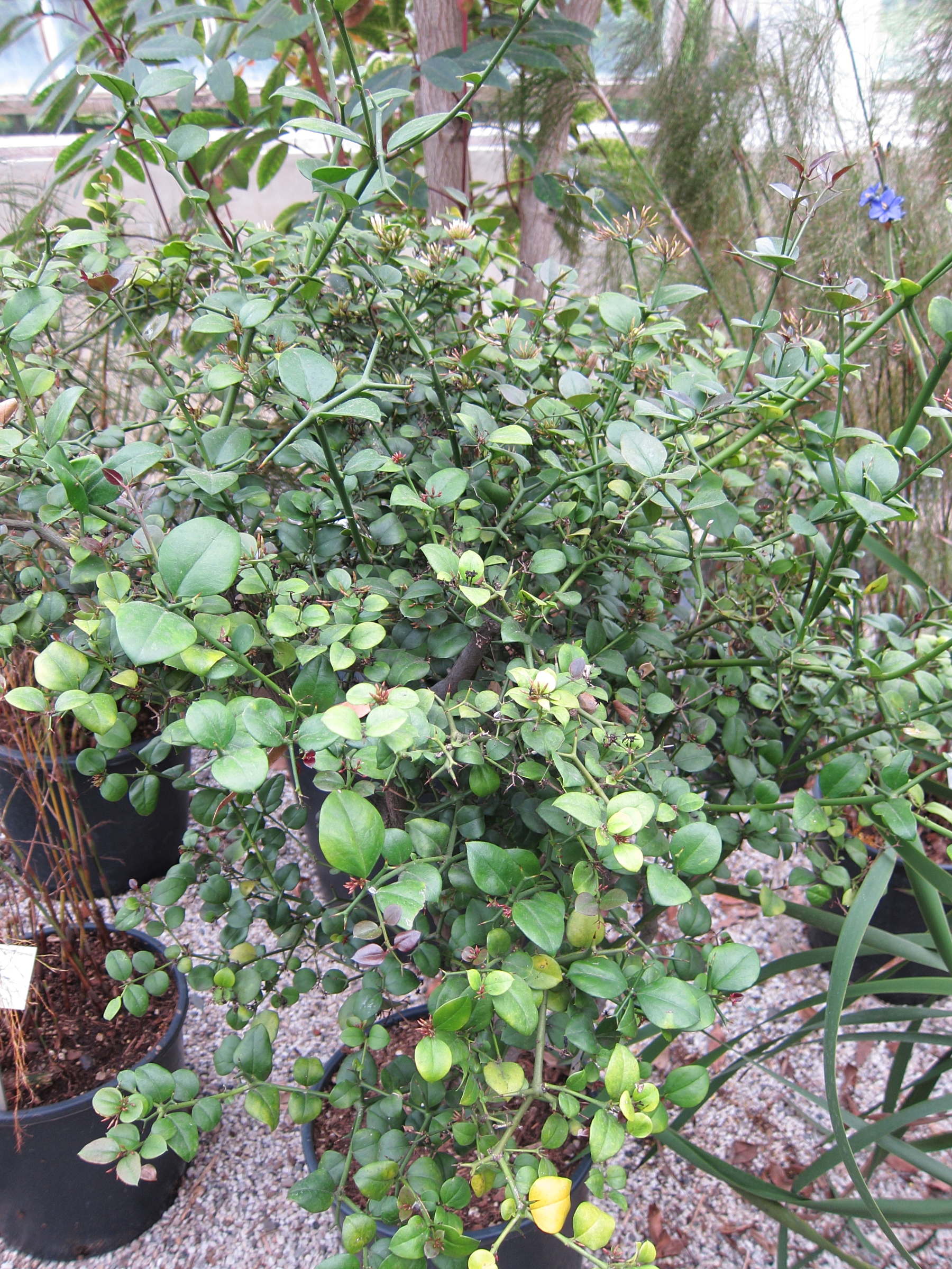 carissa_bispinosa1bd