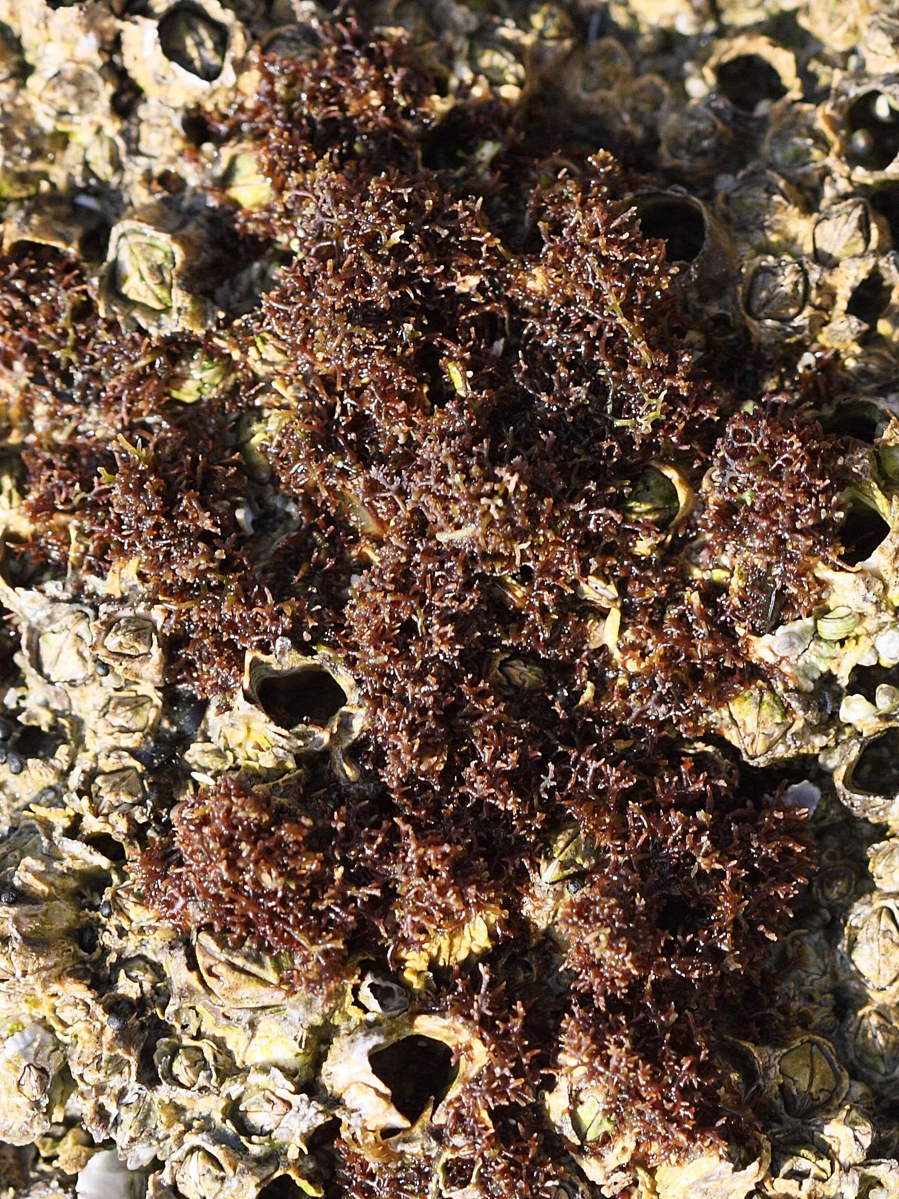 Afficher le média caulacanthus_ustulatus1bd caulacanthus_ustulatus1bd