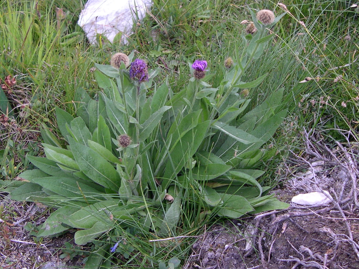 centaurea_nervosa1md