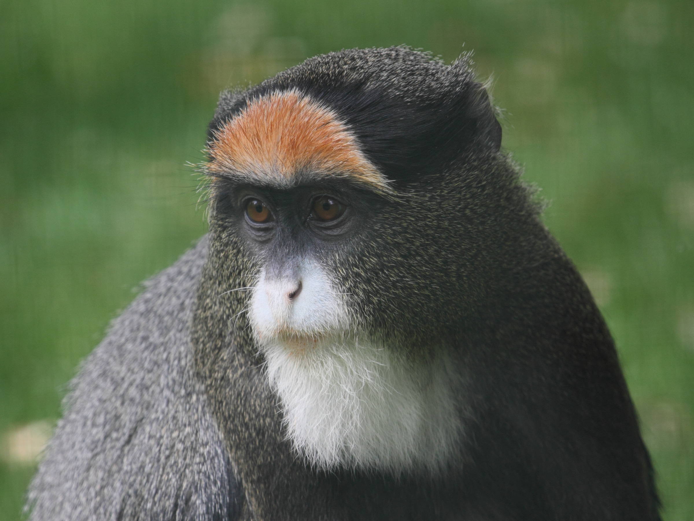 cercopithecus_neglectus4bd