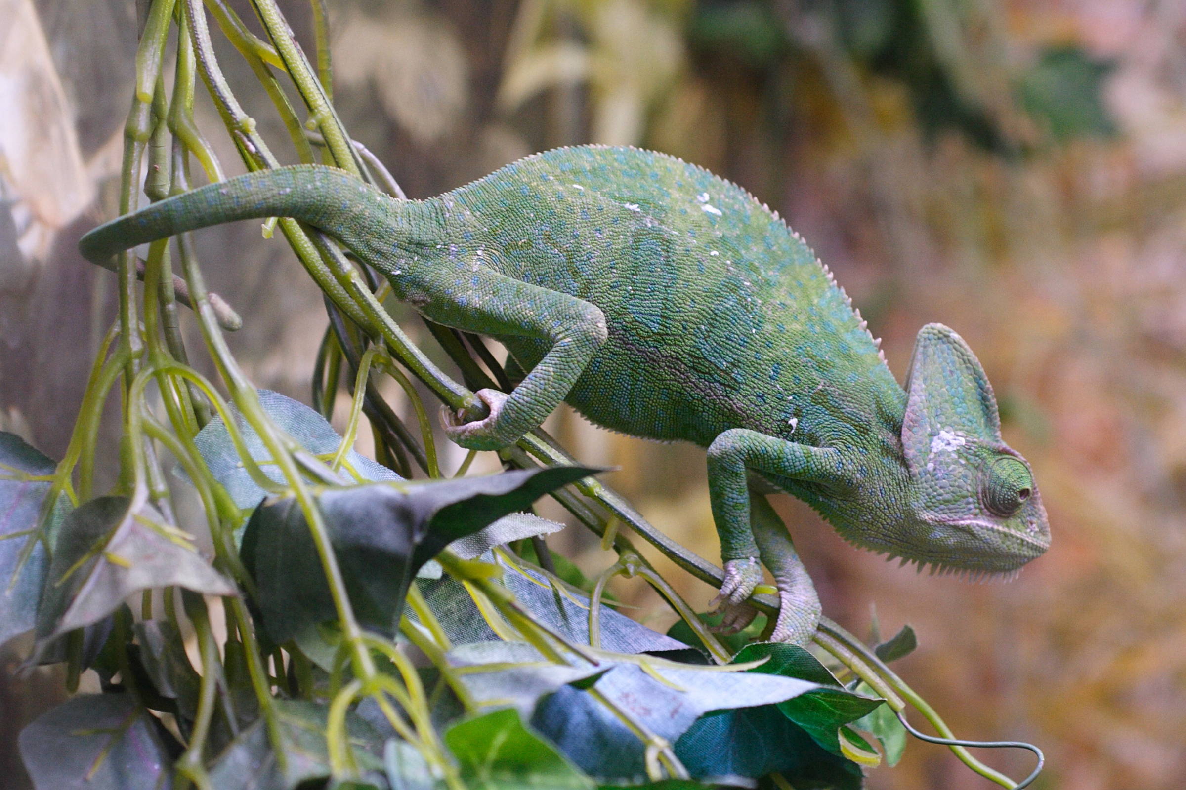 chamaeleo_calyptratus1md