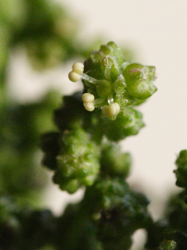 chenopodium_rubrum4md