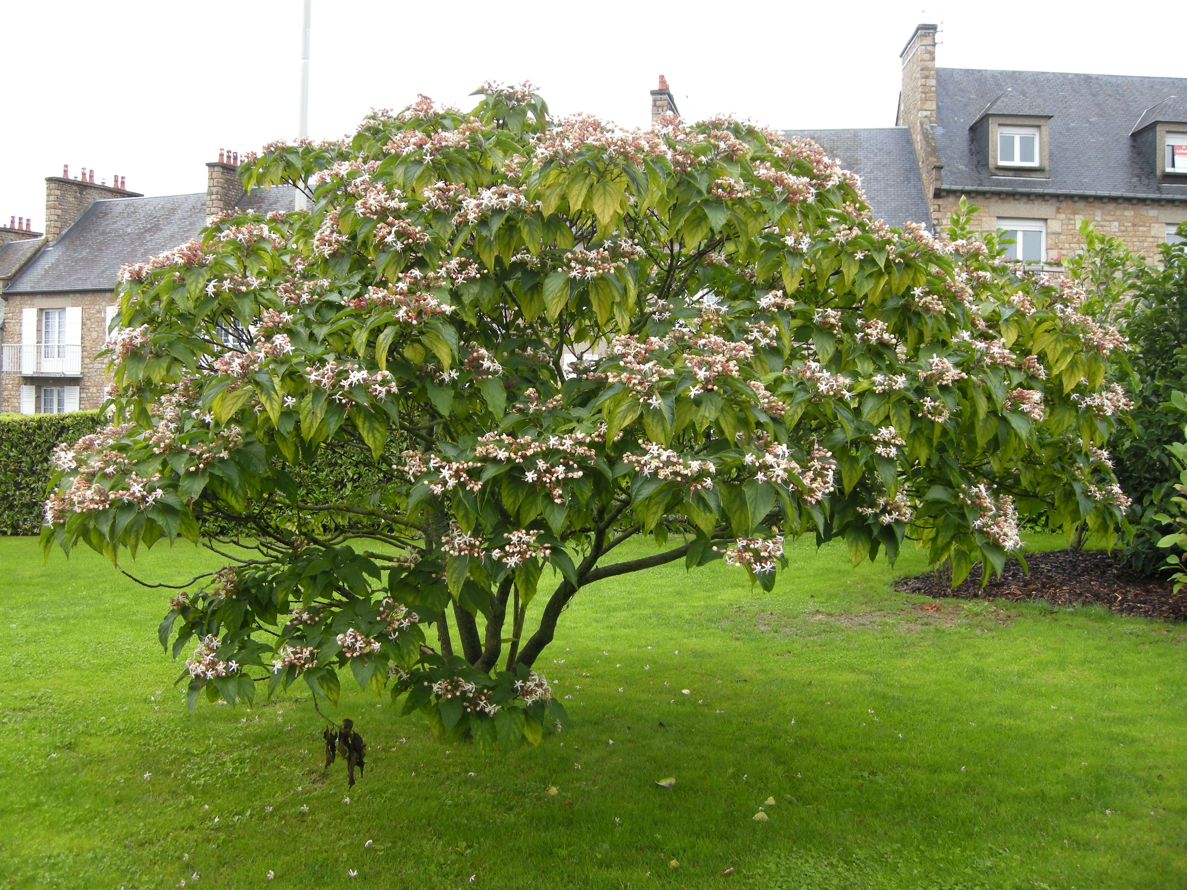 clerodendrum_trichotomum1md