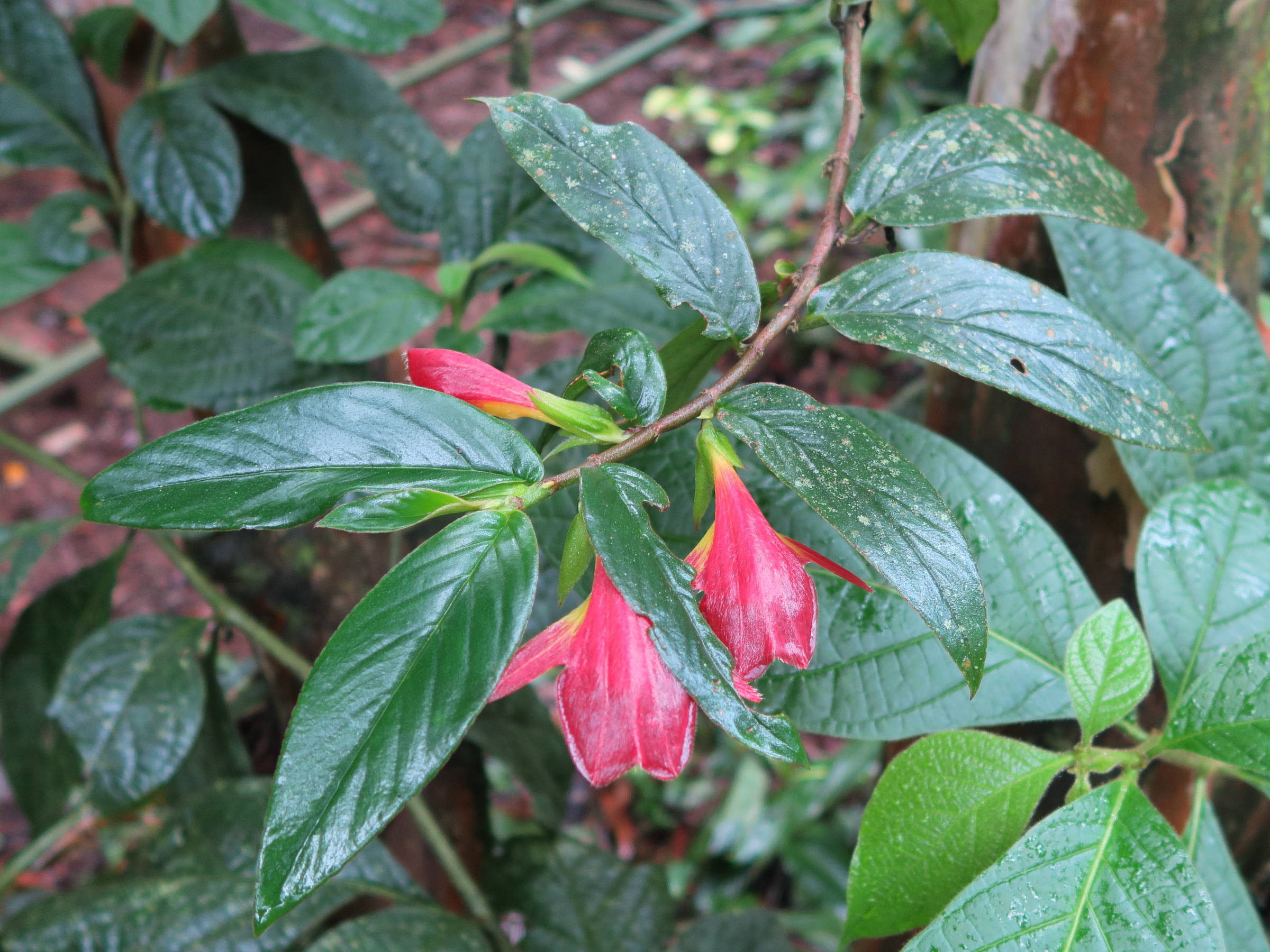 columnea_nicaraguensis2md
