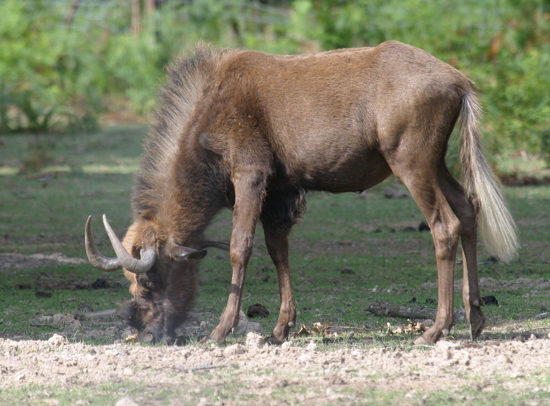 connochaetes_gnou1bd