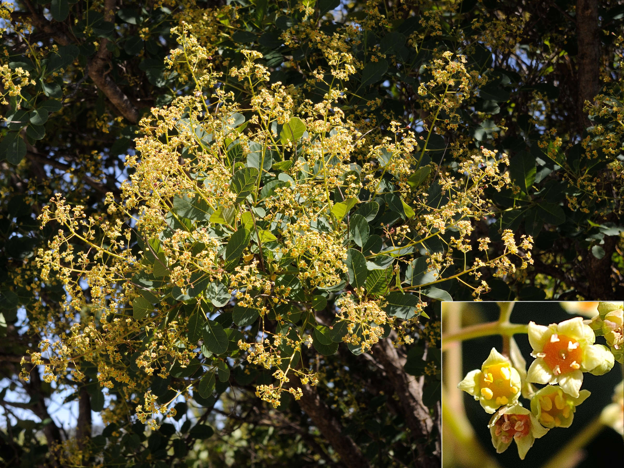Afficher le média Cotinus_coggygria Cotinus_coggygria