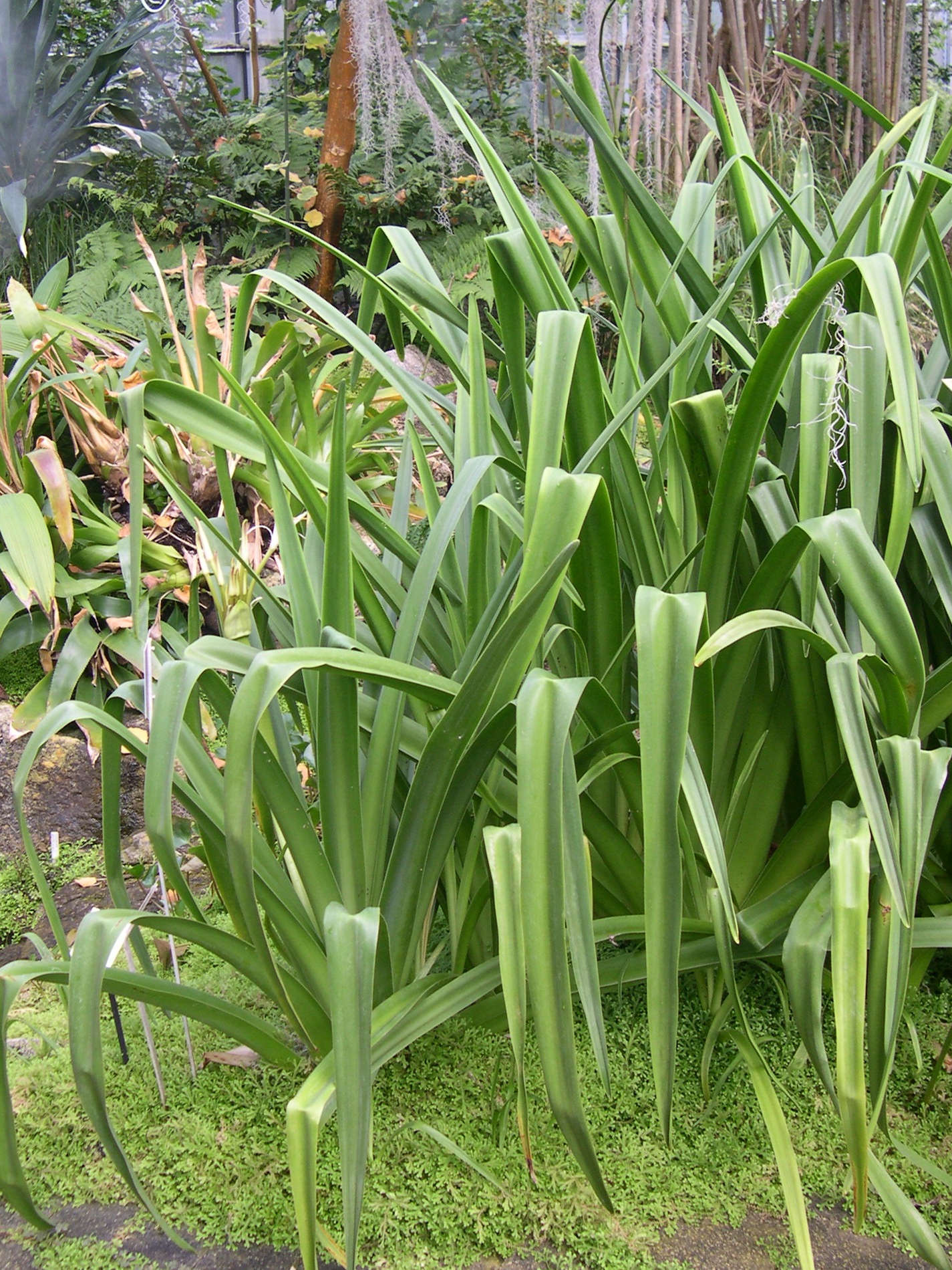 crinum_mauritianum4md