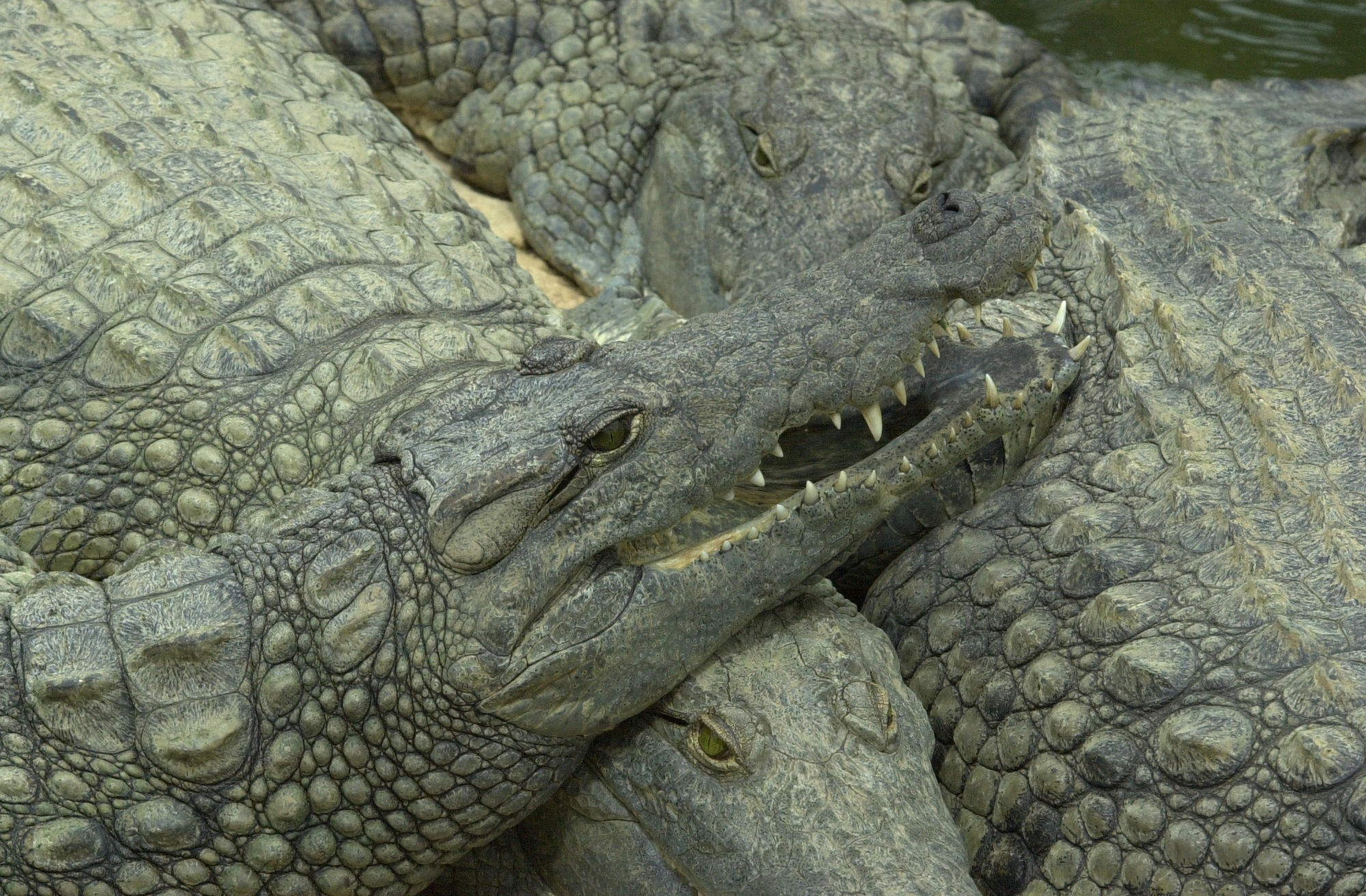 crocodylus_niloticus3md