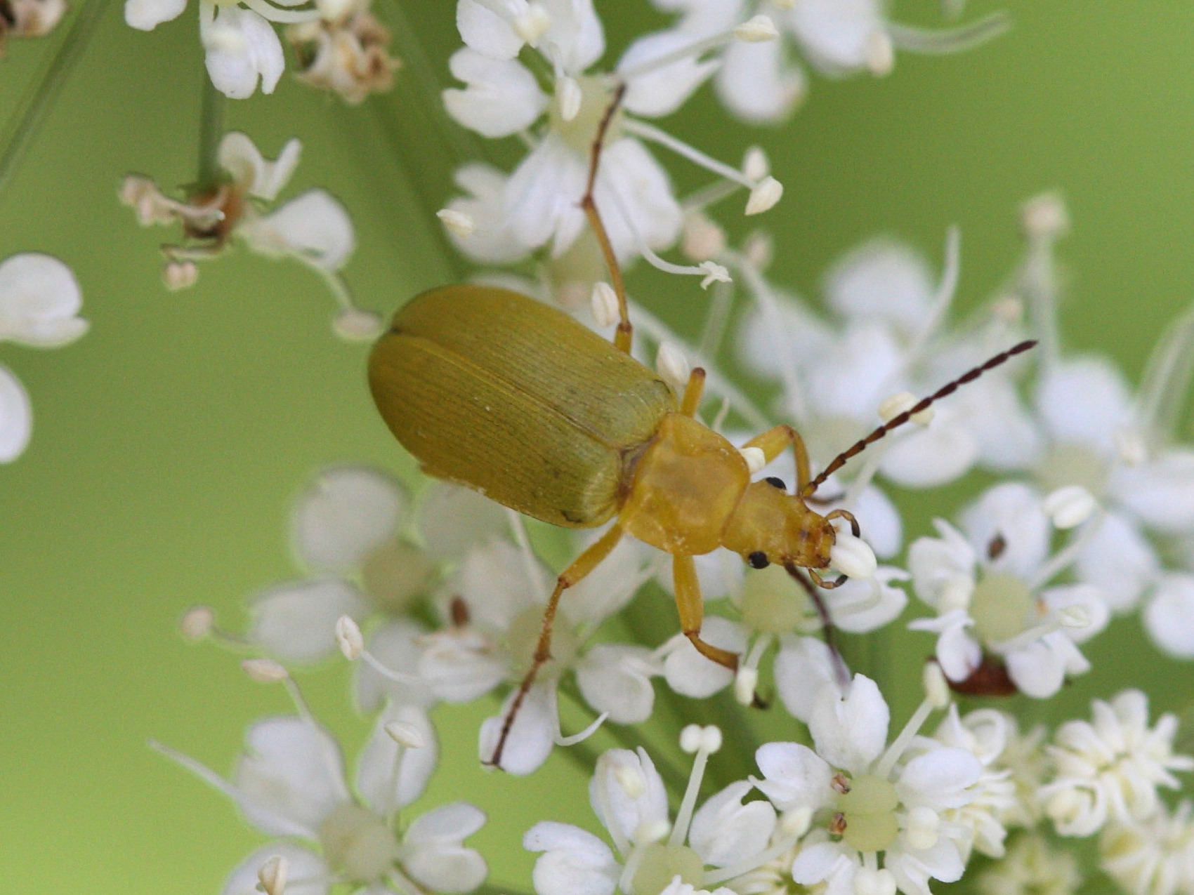 Afficher le média cteniopus_sulphureus2sd cteniopus_sulphureus2sd