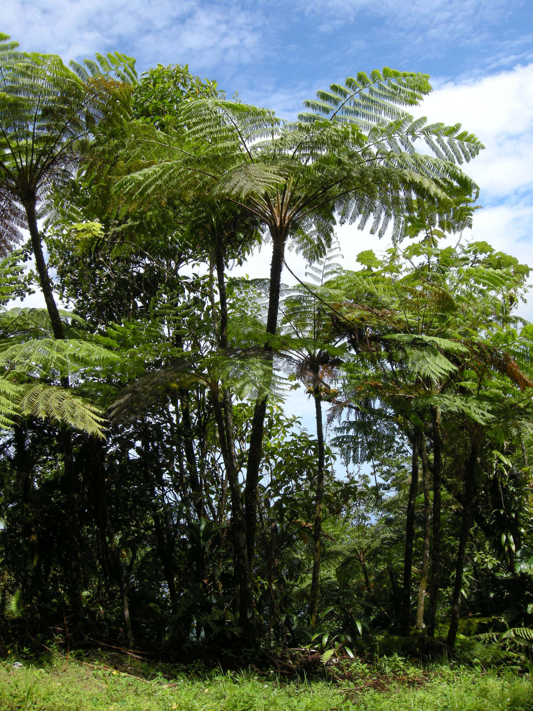 Afficher le média Cyathaea_arborea Cyathaea_arborea