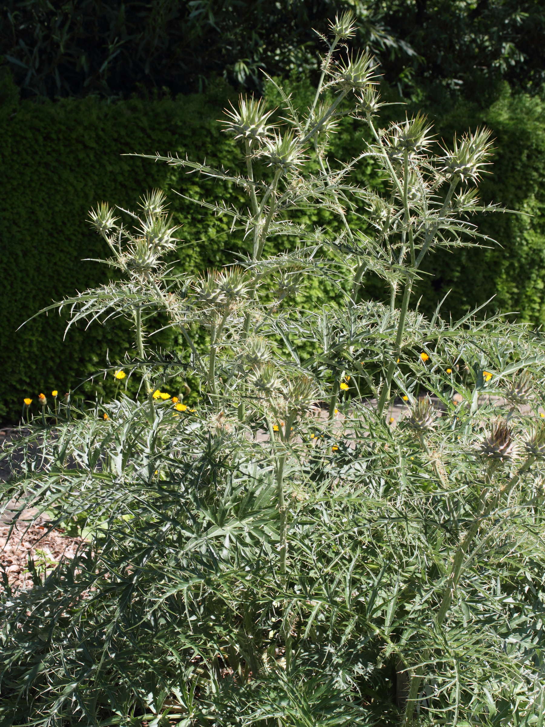 cynara_cardunculus1md