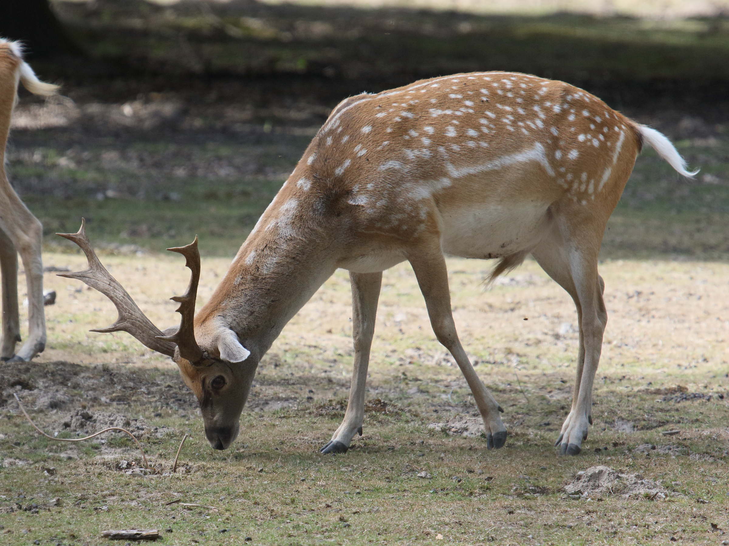 dama_mesopotamica3bd