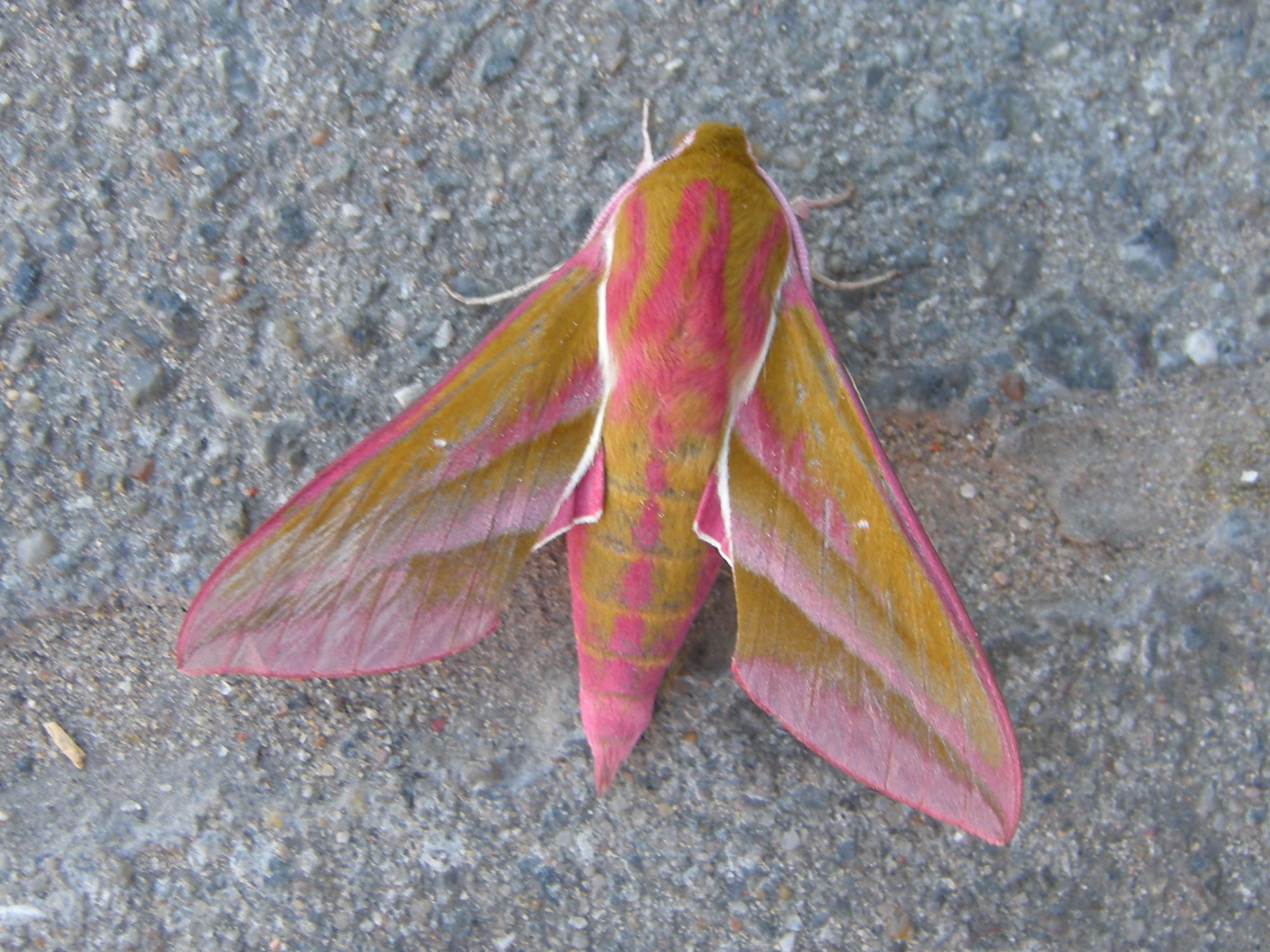 deilephila_elpenor1md