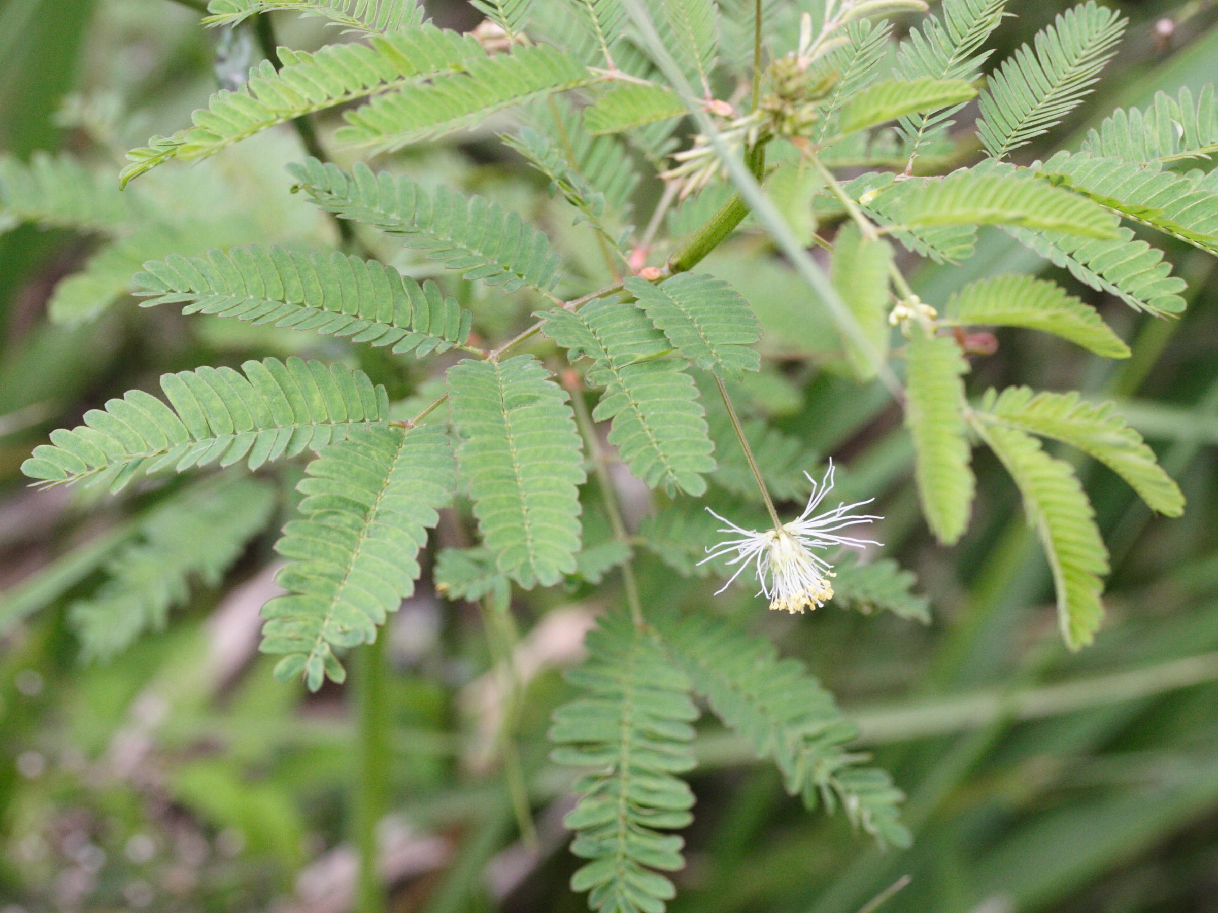 desmanthus_virgatus5md