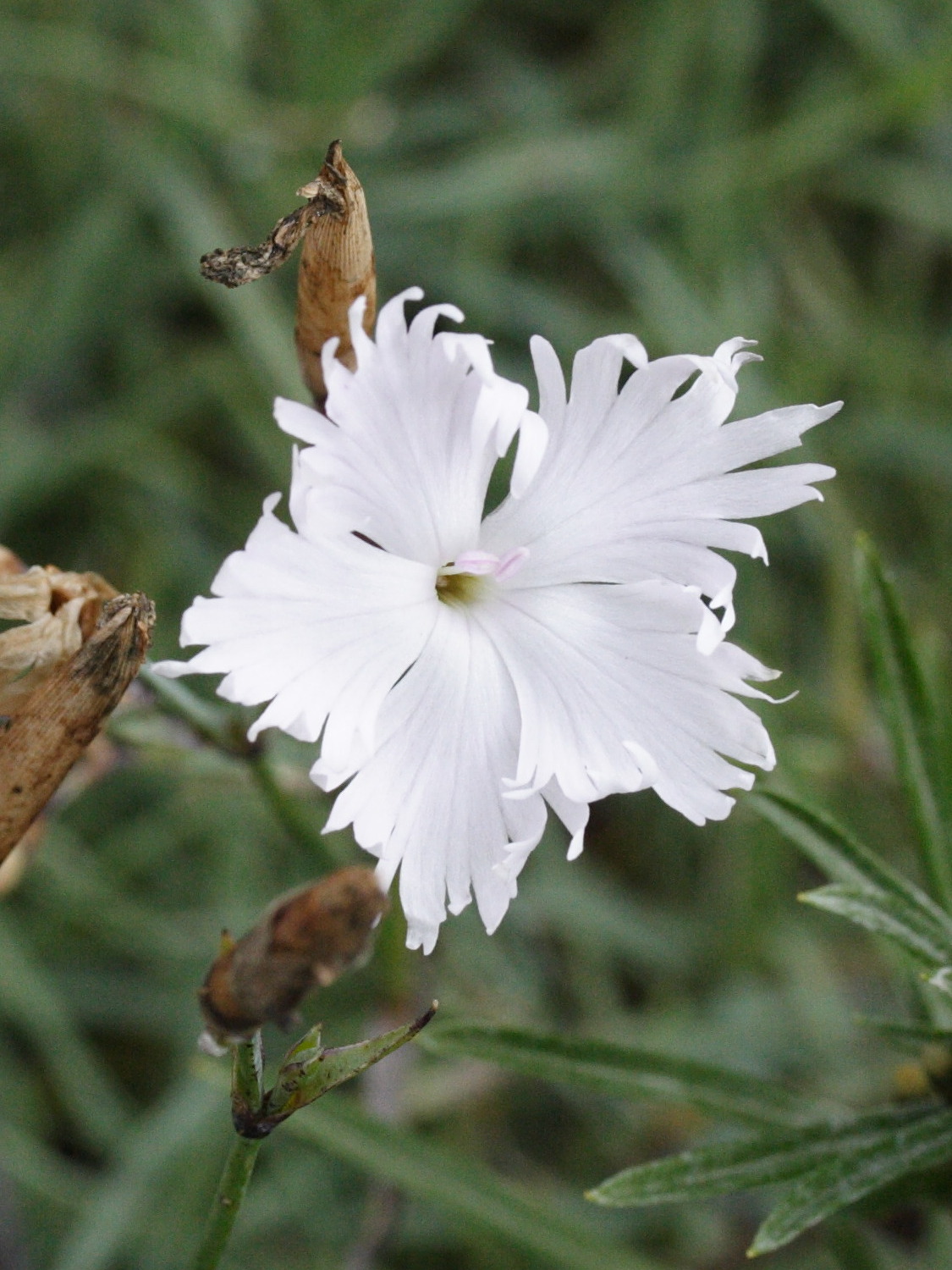 dianthus_serotinus1md