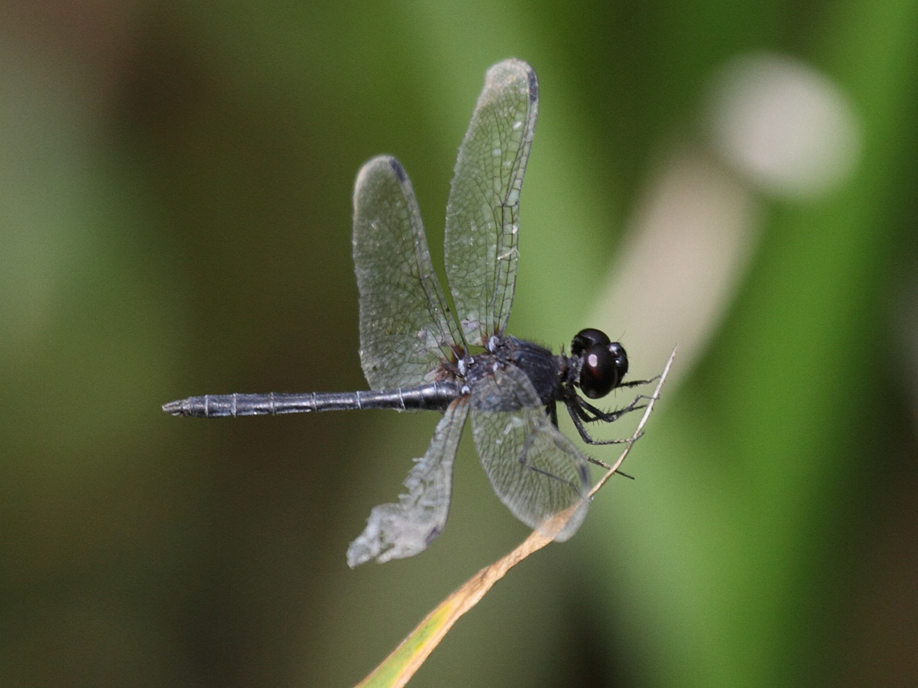 diplacodes_lefebvrei2bd