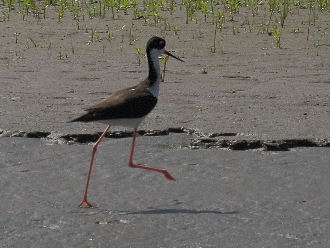 Afficher le média echasse_d-amerique_-_himantopus_mexicanus3bd echasse_d-amerique_-_himantopus_mexicanus3bd