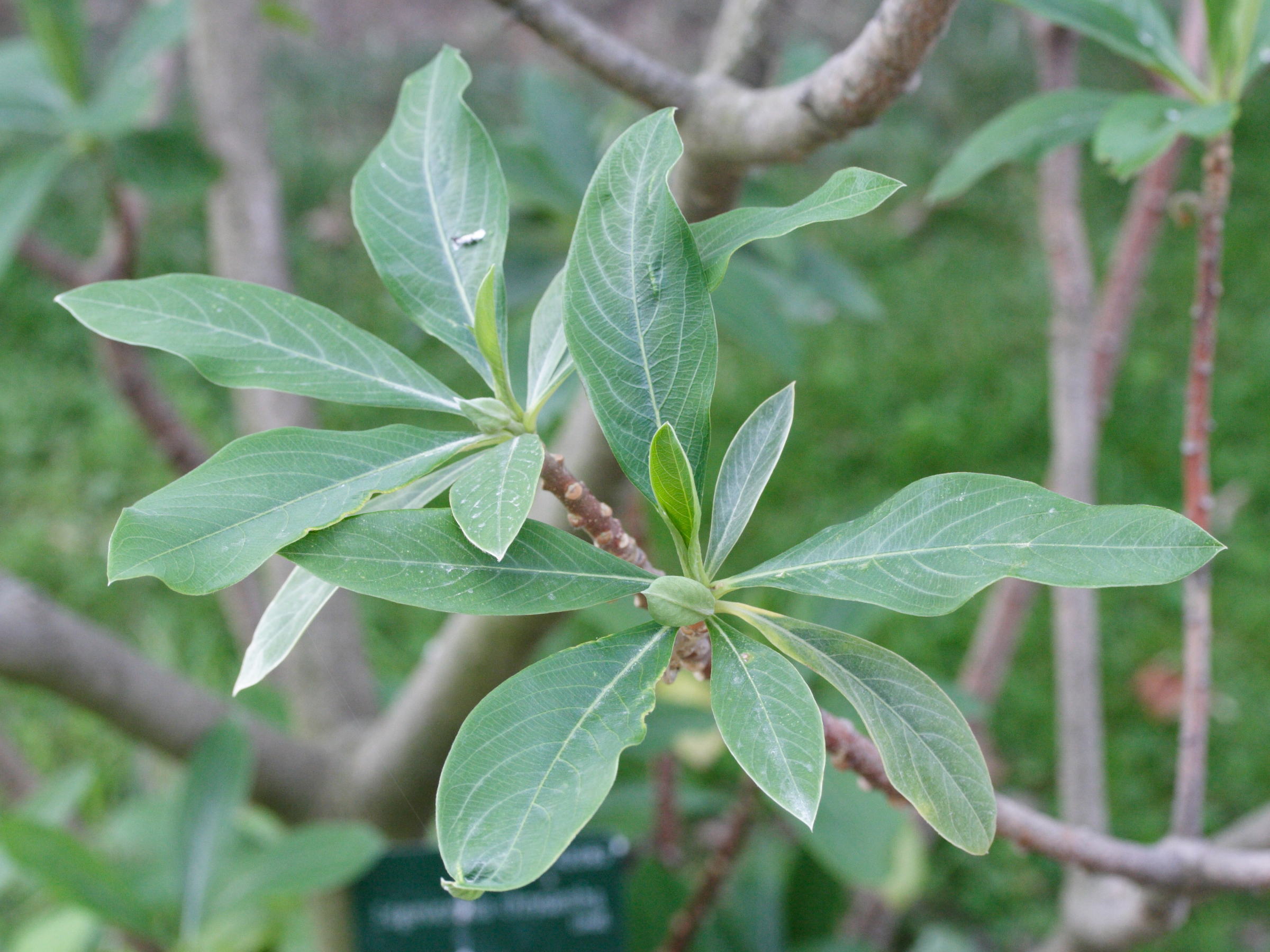 Afficher le média edgeworthia_papyrifera3md edgeworthia_papyrifera3md