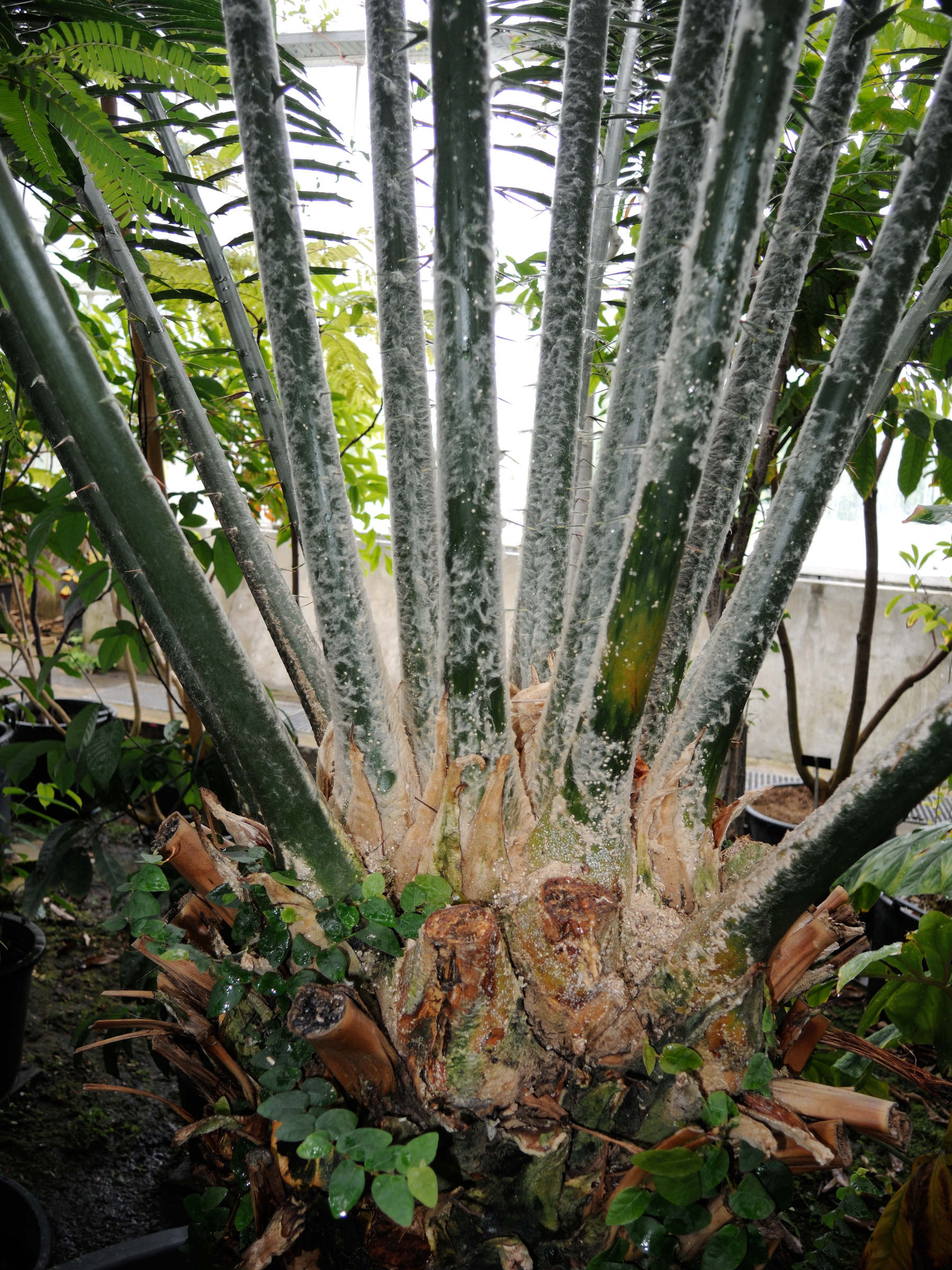 Encephalartos_laurentianus