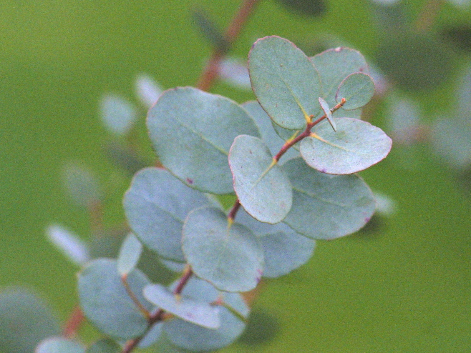 eucalyptus_gunnii1md