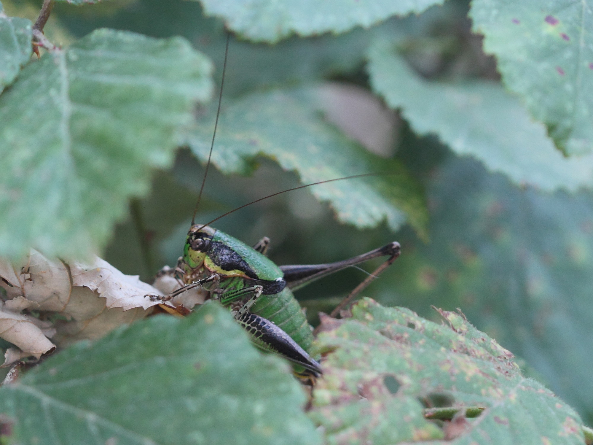 eupholidoptera_chabrieri2bd