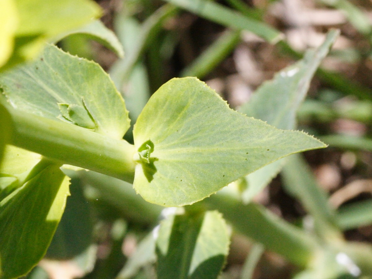 euphorbia_serrata3md