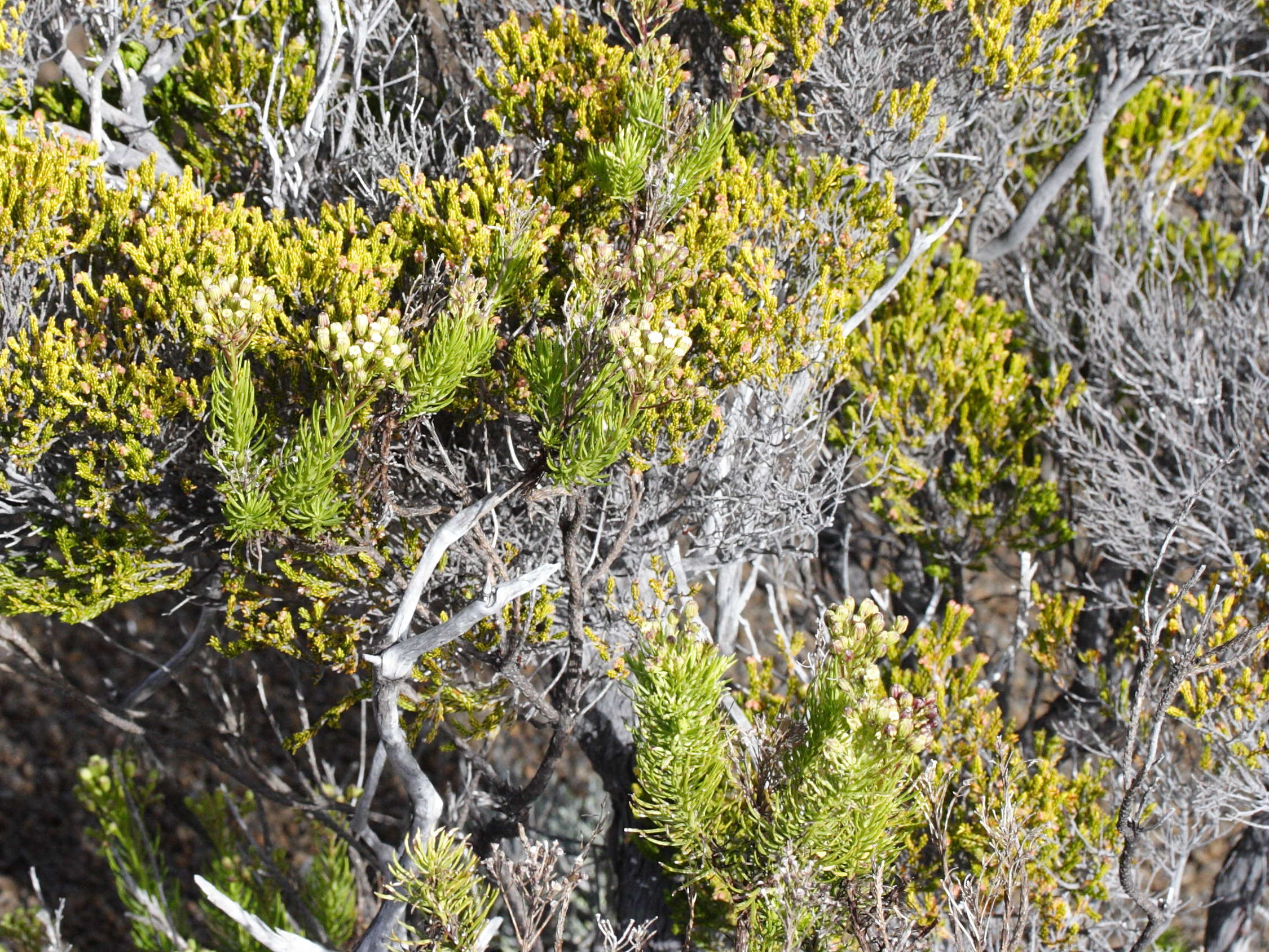 faujasia_pinifolia1md