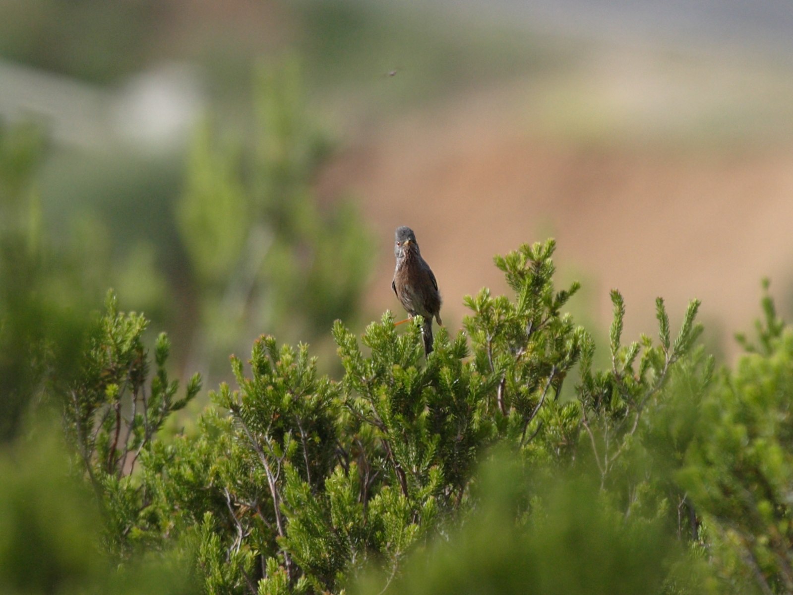 fauvette_pitchou_-_sylvia_undata1bd