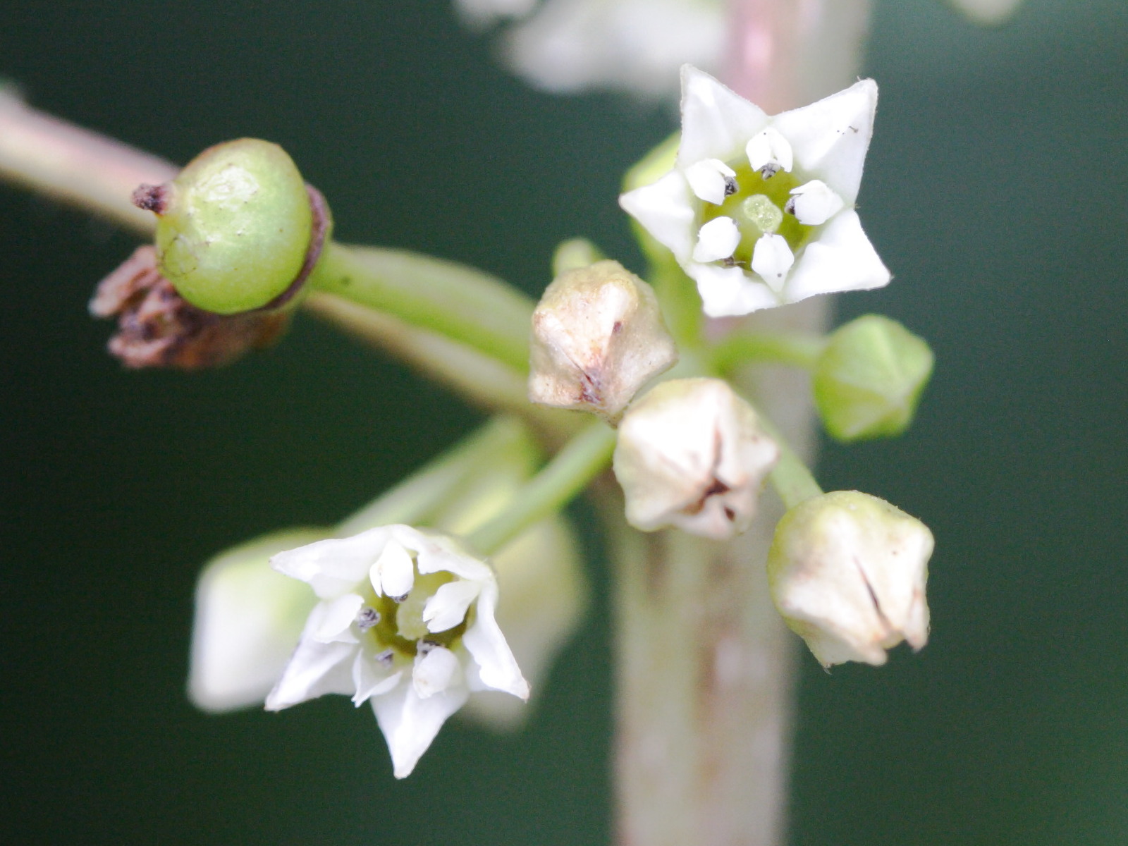 Frangula_dodonei ssp. dodonei