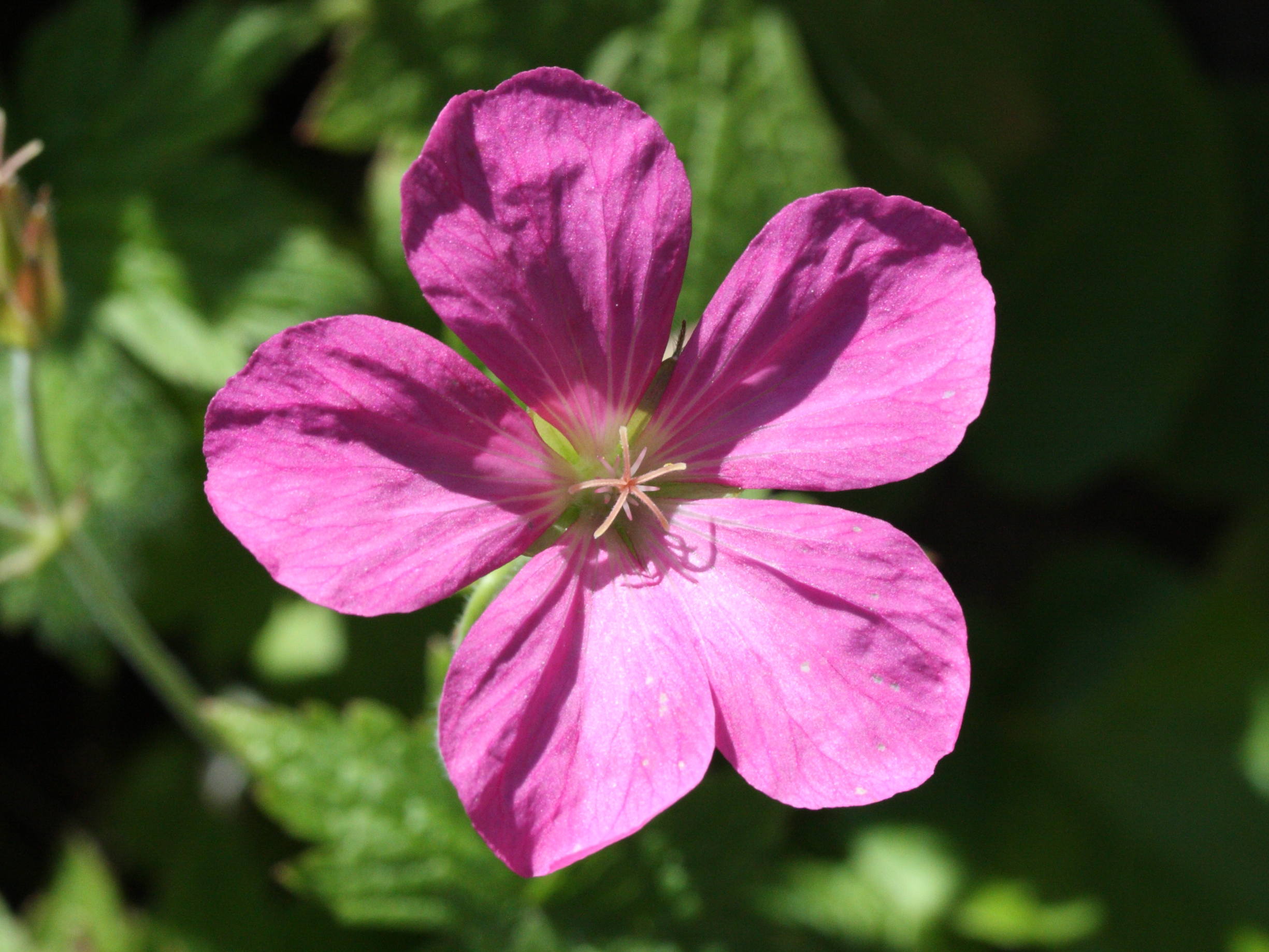 geranium_endressii2md