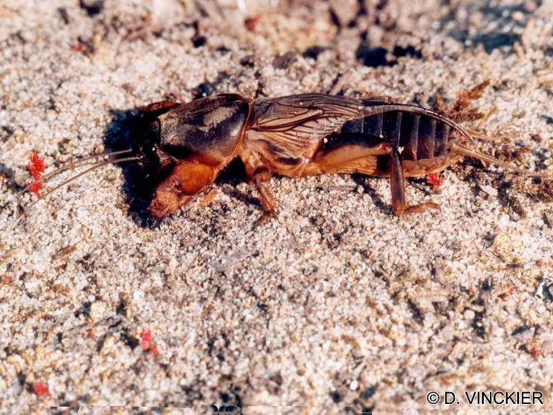 gryllotalpa_gryllotalpa2dv